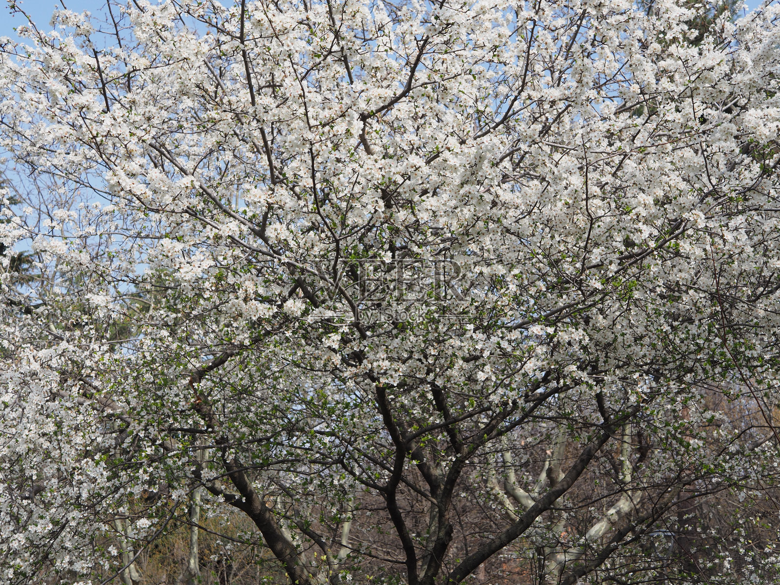 春天的杏树照片摄影图片