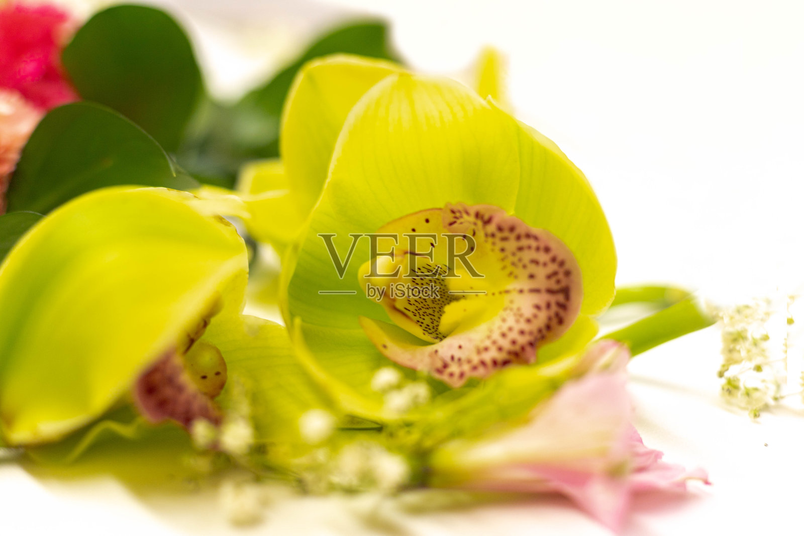 重点选择一朵绿色的兰花与其他花朵一起放在白色背景上的花卉装饰理念照片摄影图片