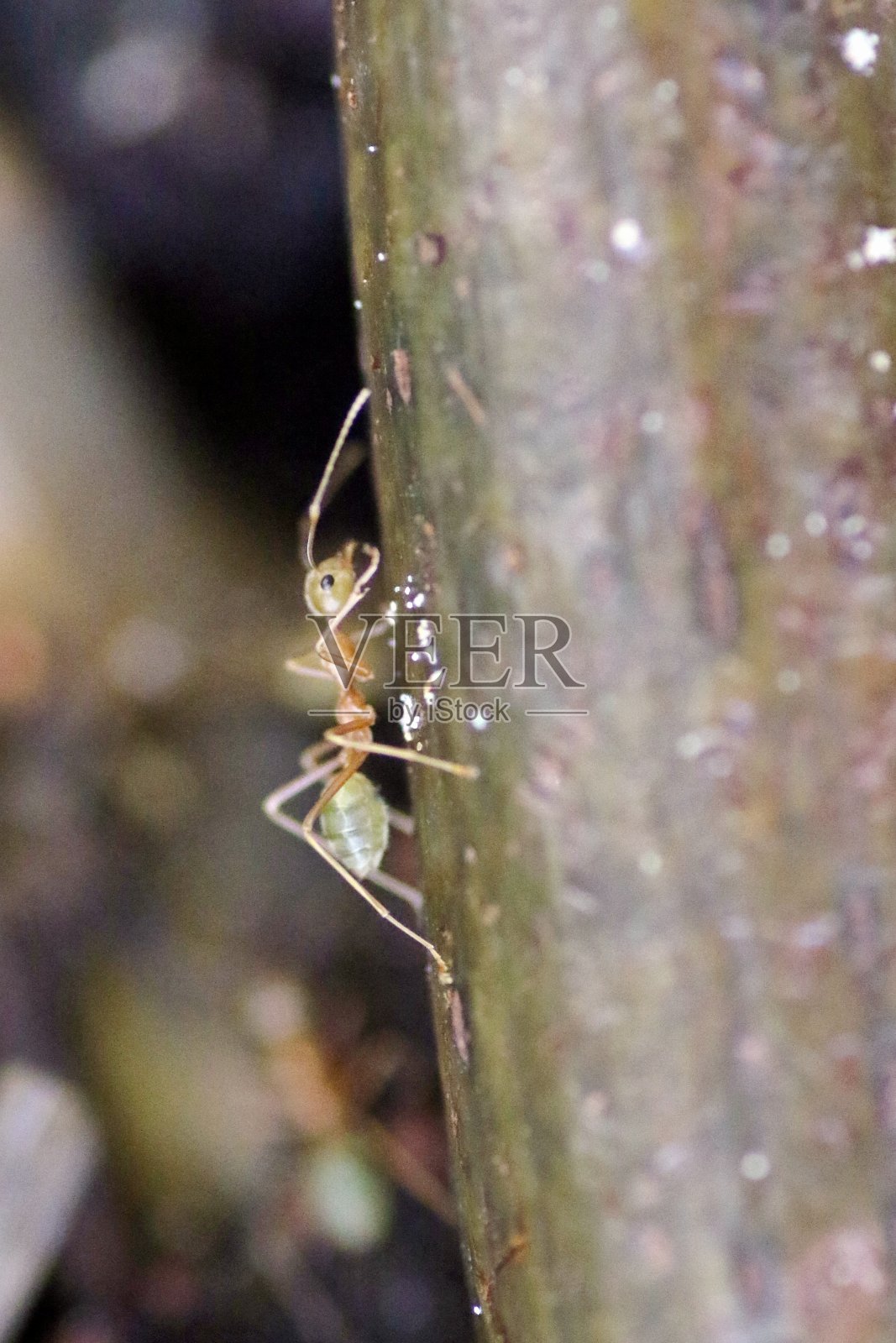 叶刀蚂蚁照片摄影图片