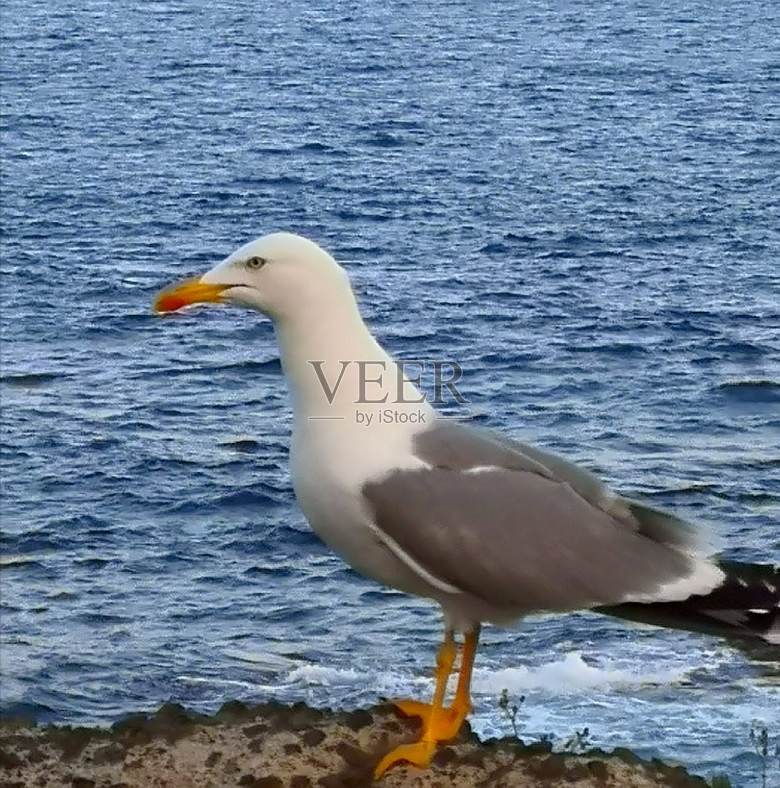 海鸥照片摄影图片