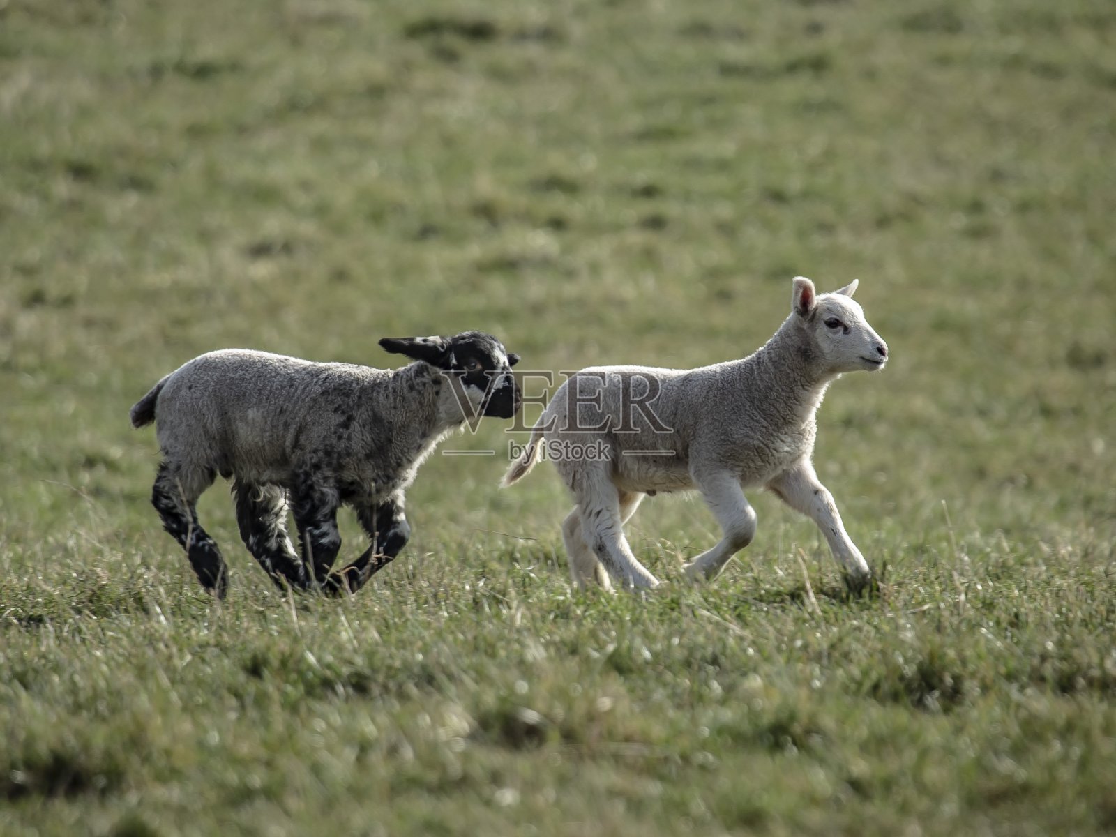 春天的羊羔。照片摄影图片