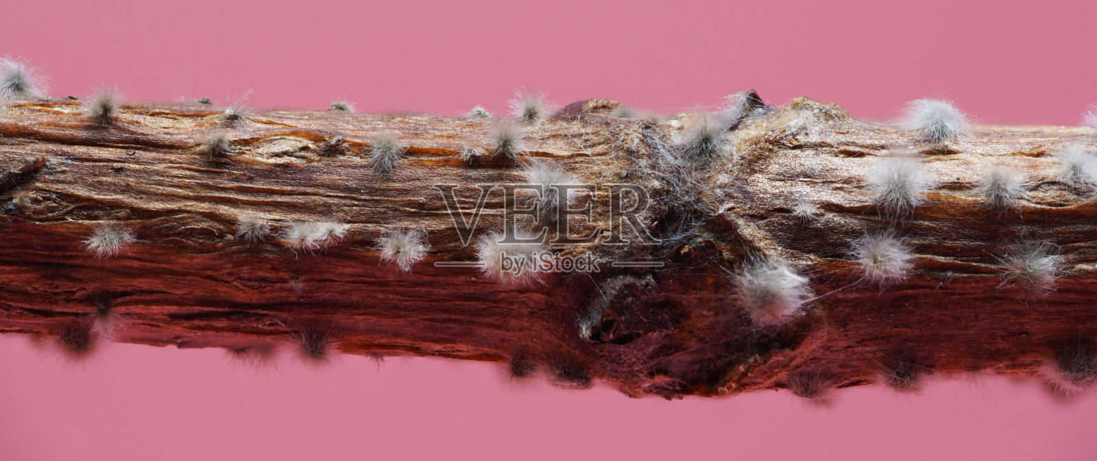 花茎上的霉菌照片摄影图片