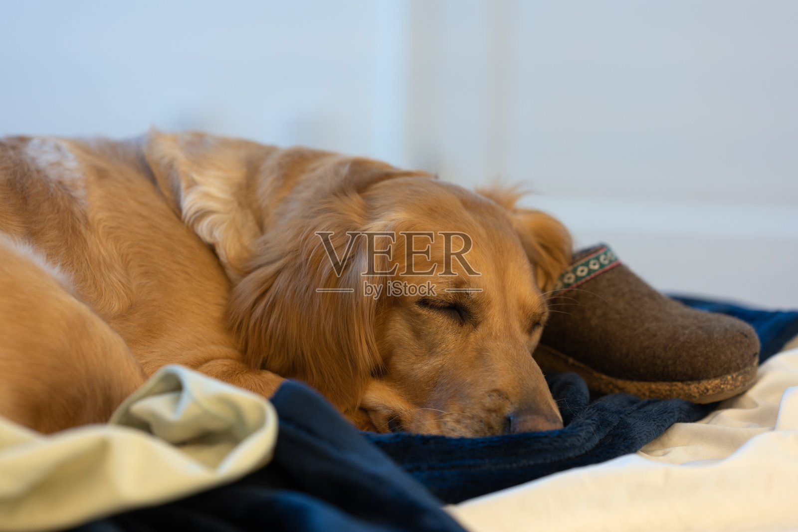 一只母金毛猎犬睡在蓝色毯子上照片摄影图片