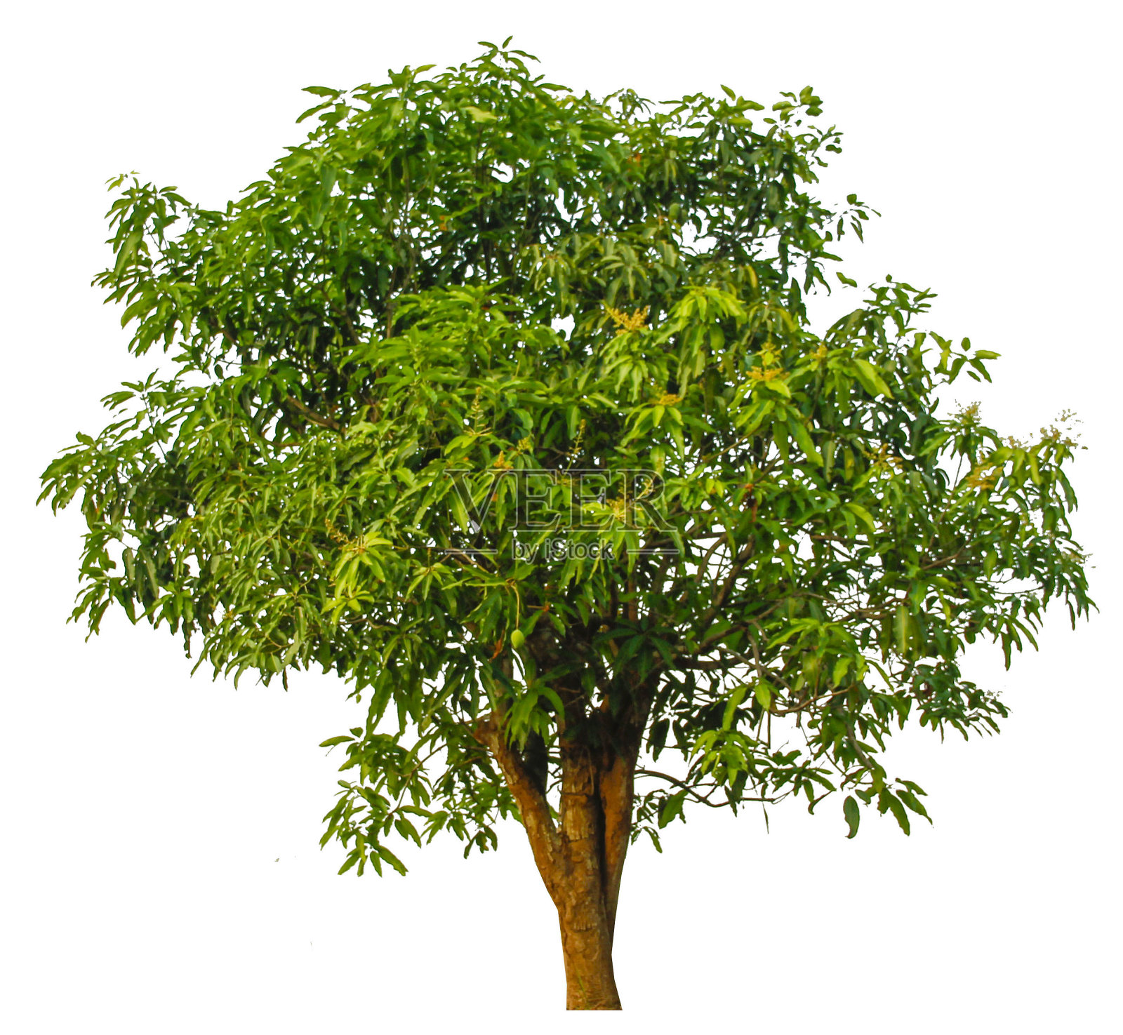 树木孤立在白色背景上照片摄影图片