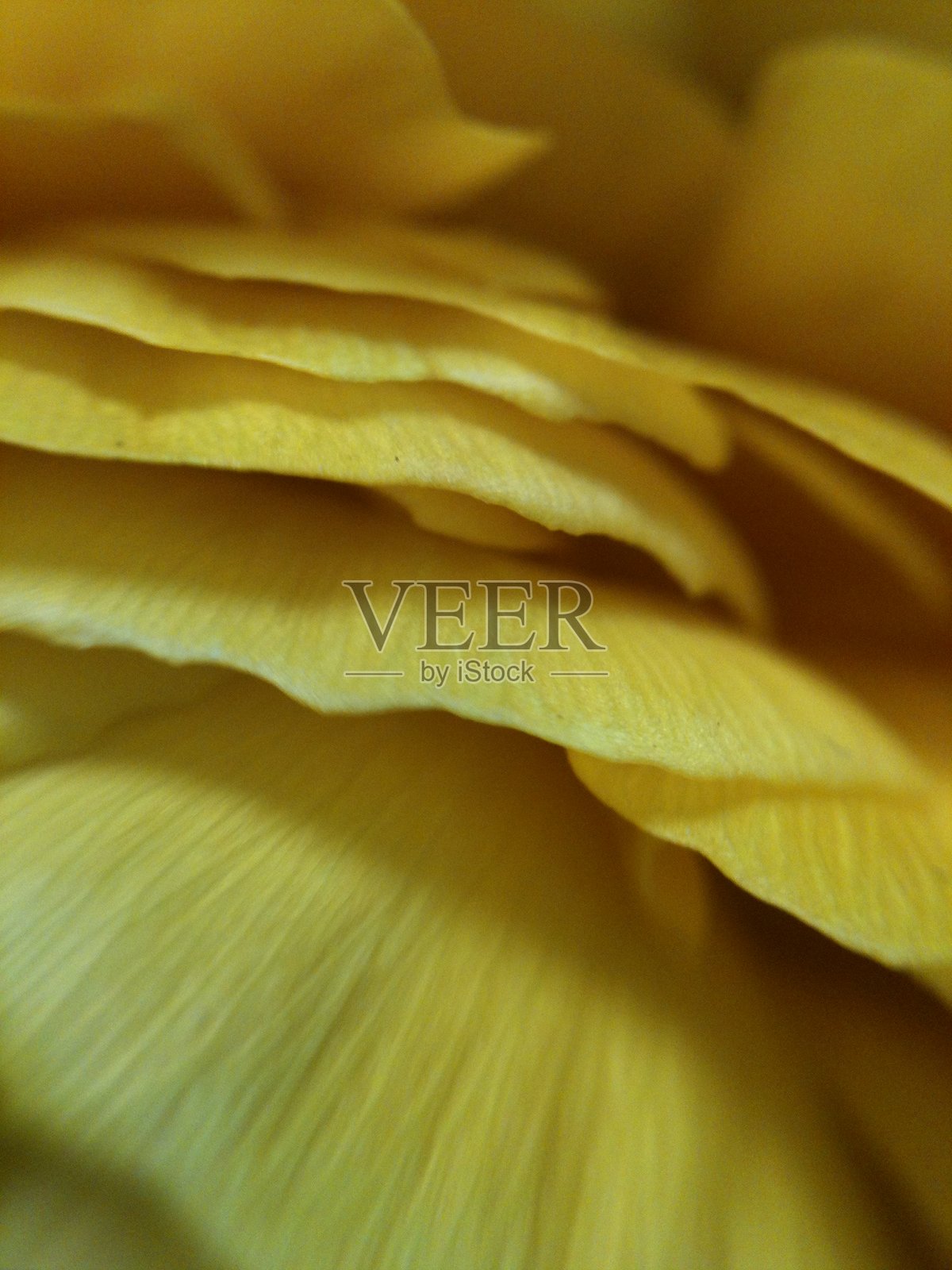 松果花瓣照片摄影图片