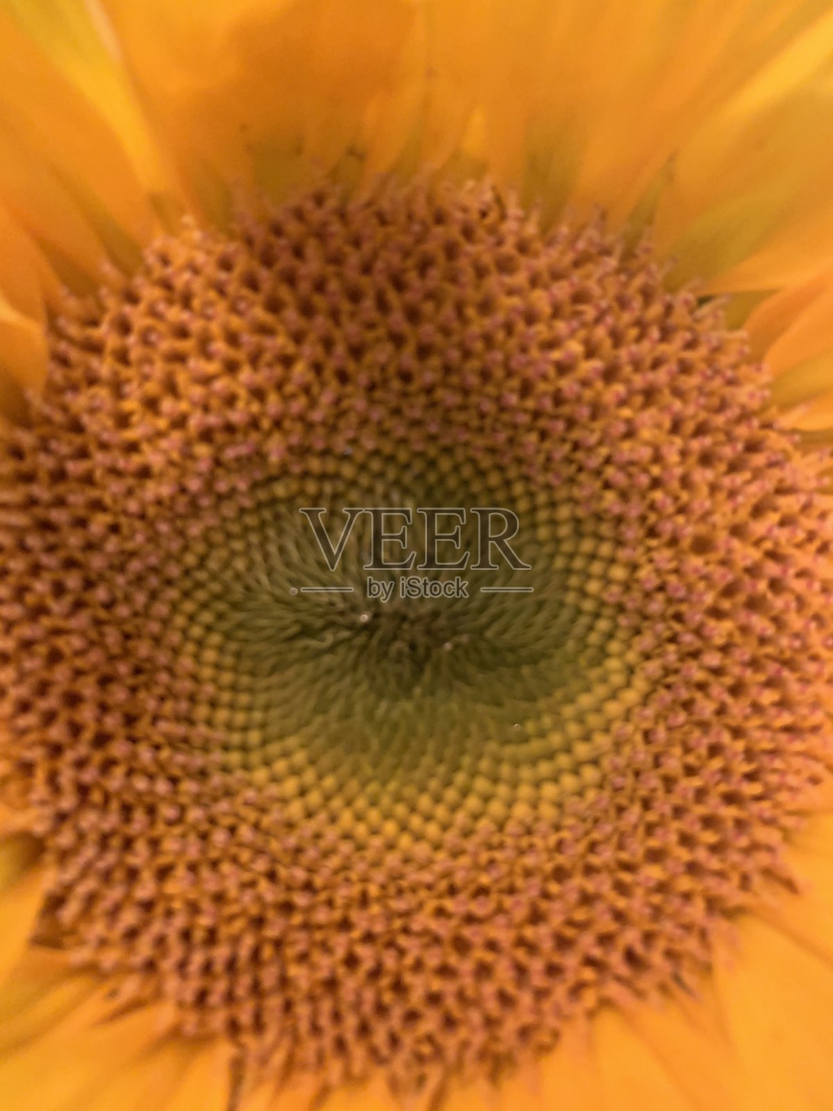 向日葵关闭照片摄影图片