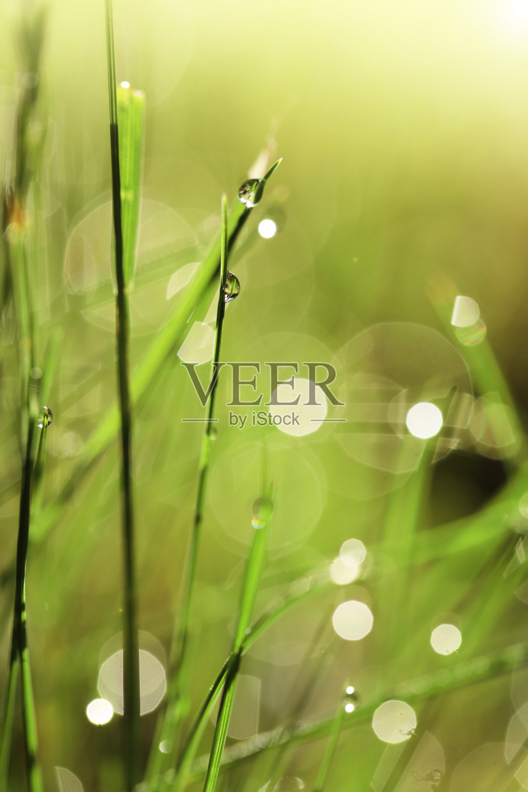 地球日。生态的概念。小草在阳光下长着水滴。春天的背景。明亮的绿草和水珠。以绿草为自然背景照片摄影图片