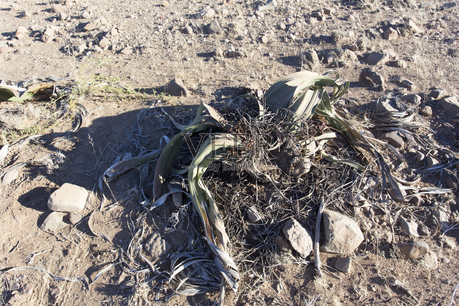 这是一种神奇的植物照片摄影图片