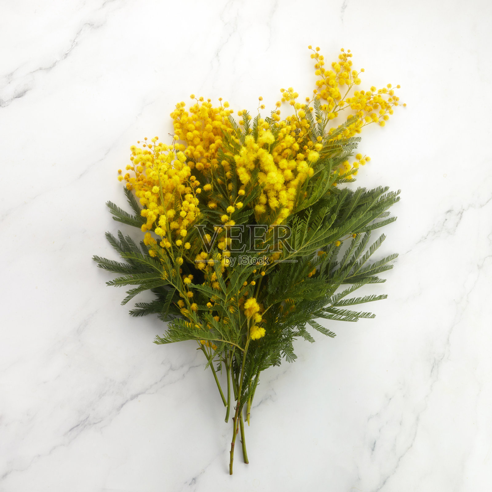 大理石背景上的一束黄色含羞草花。女性或母亲节的概念。照片摄影图片