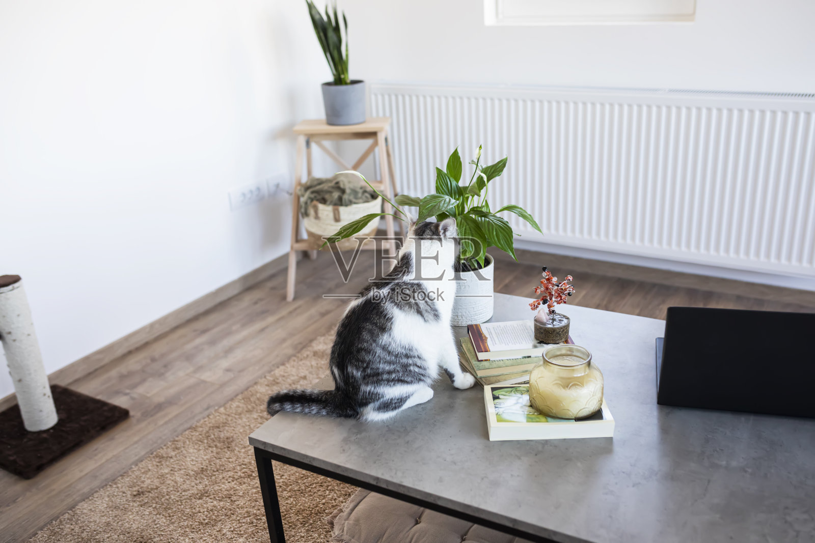 客厅的桌子上有一只猫照片摄影图片