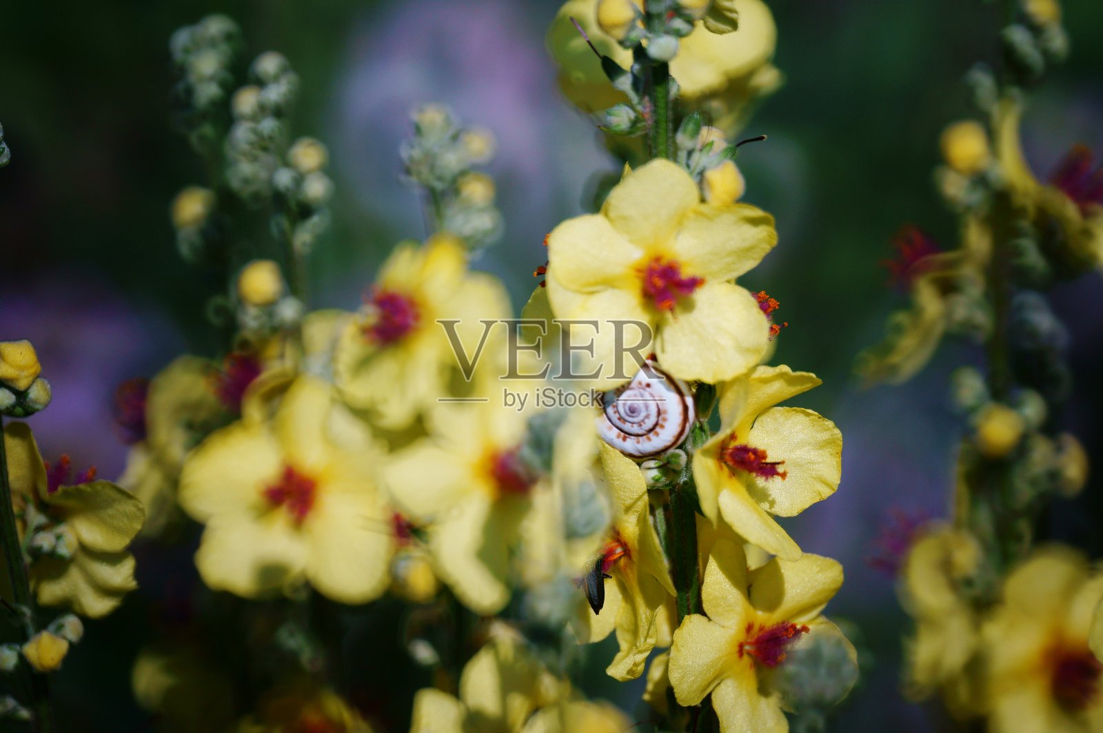 黄色野花里的蜗牛。照片摄影图片