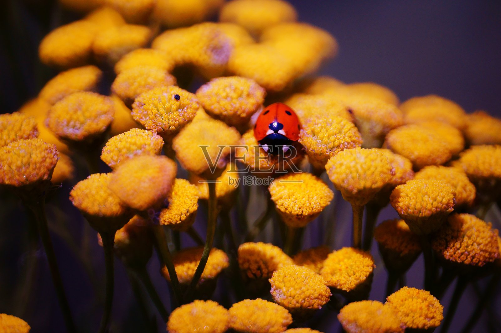 一只瓢虫在黄花上。照片摄影图片