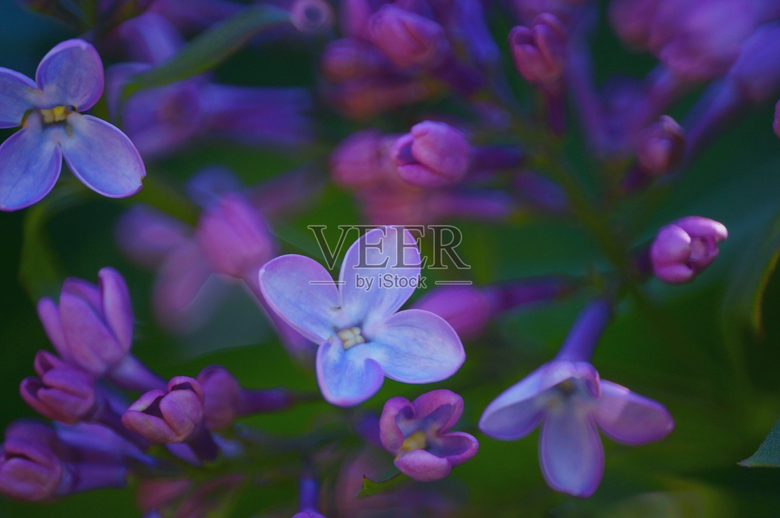 早春盛开的丁香花。照片摄影图片