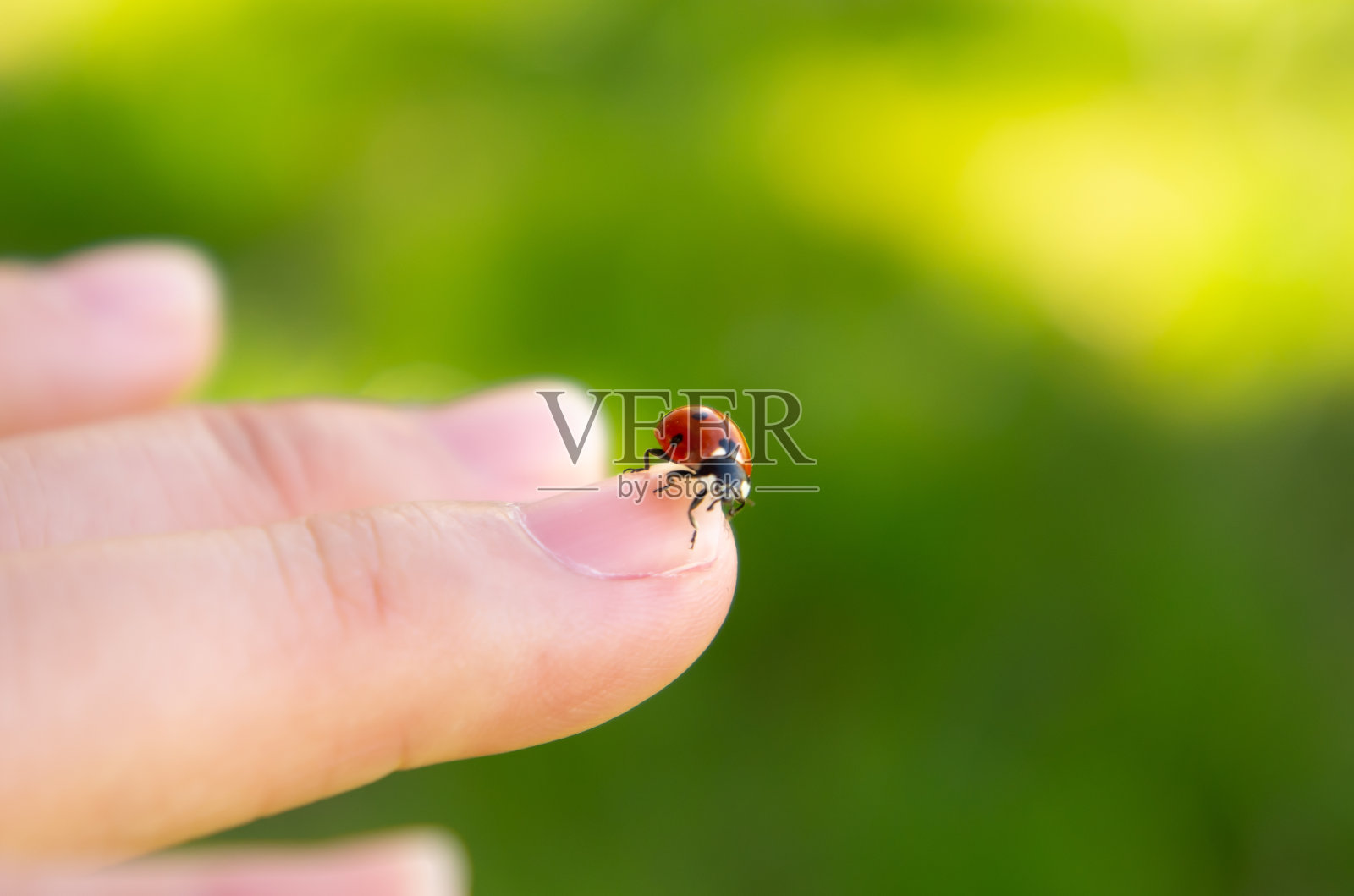 瓢虫(华丽的瓢虫)照片摄影图片