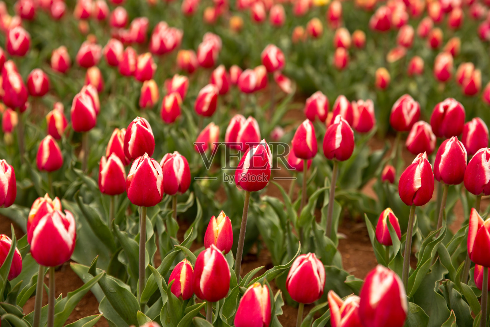 郁金香照片摄影图片
