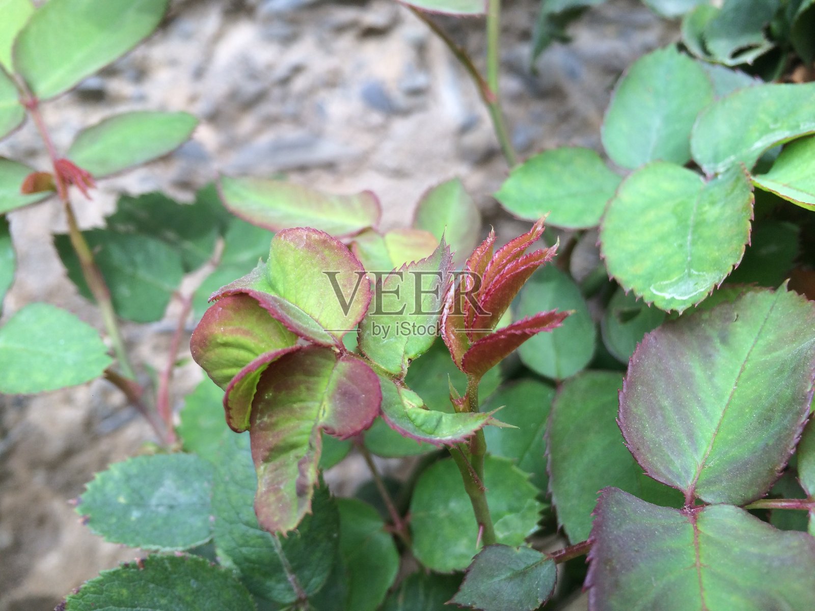 美丽的花在乡村花园照片摄影图片