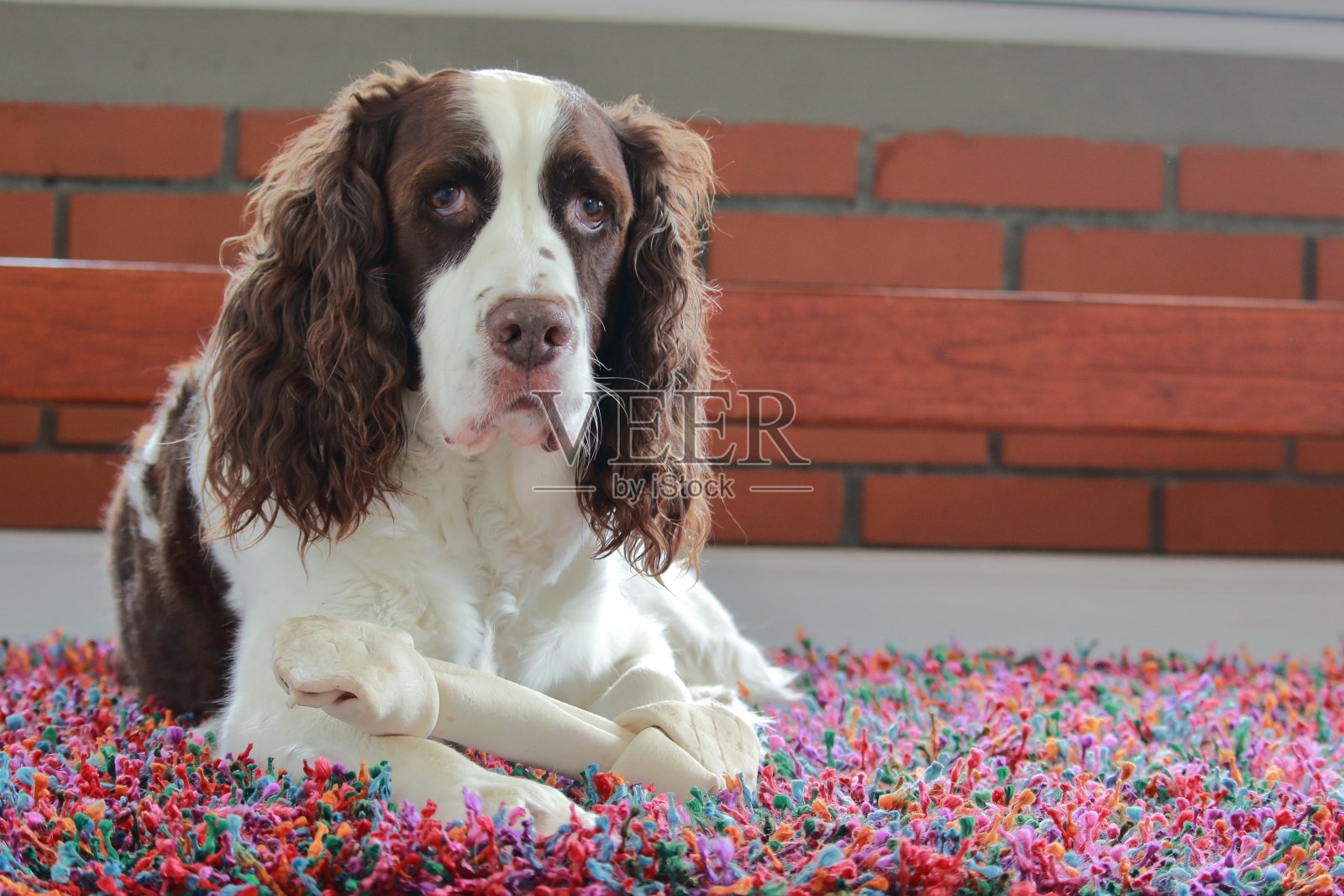 人类最好的朋友照片摄影图片