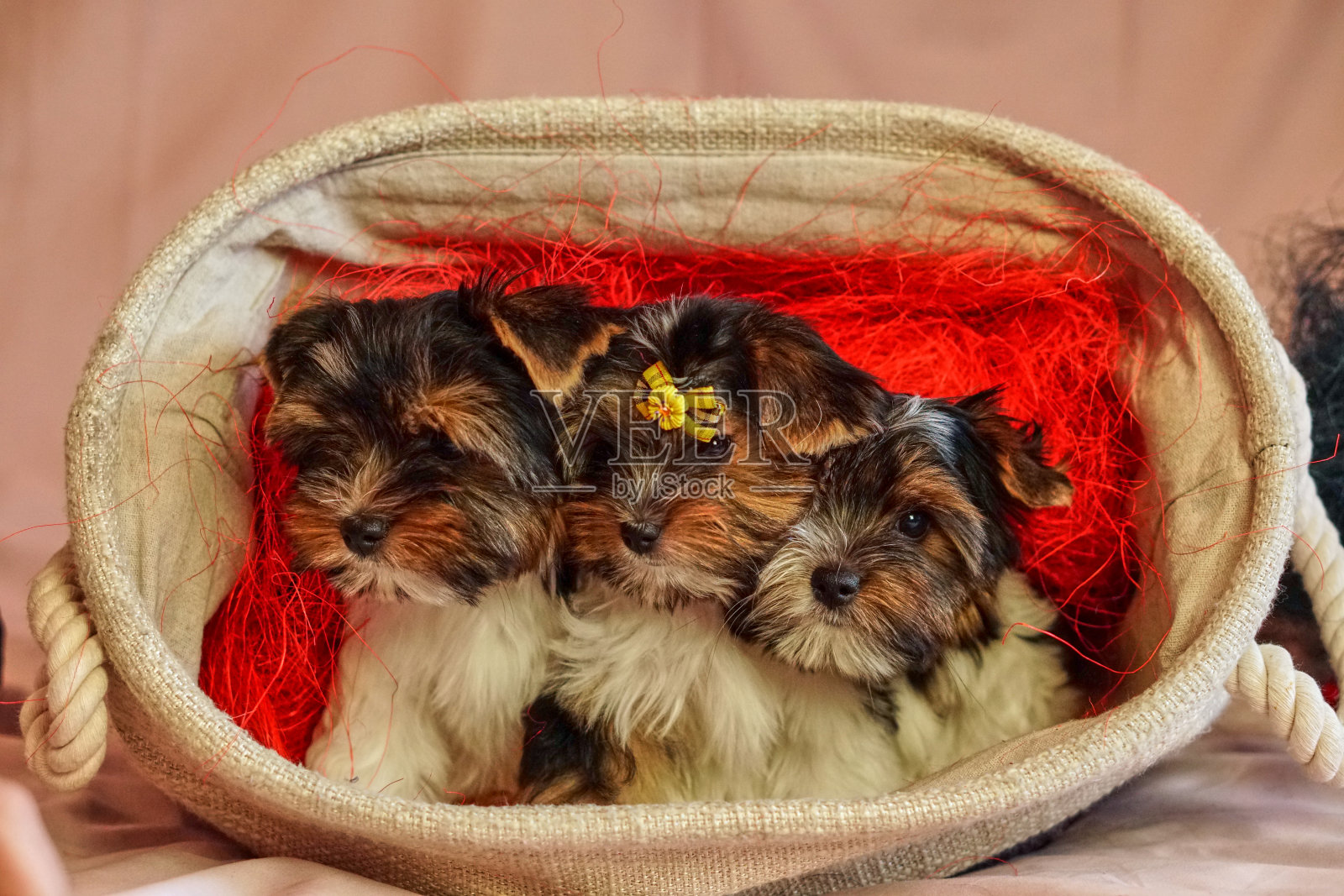 比厄梗的小狗坐在一起。健康快乐的狗儿在家里。照片摄影图片