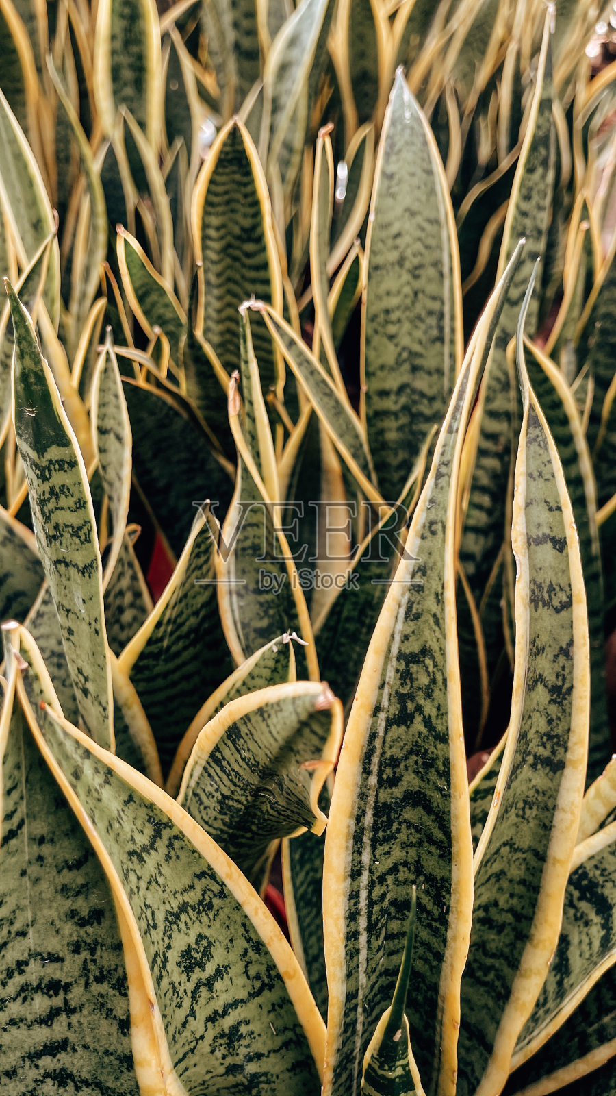 叶绿色植物背景照片摄影图片