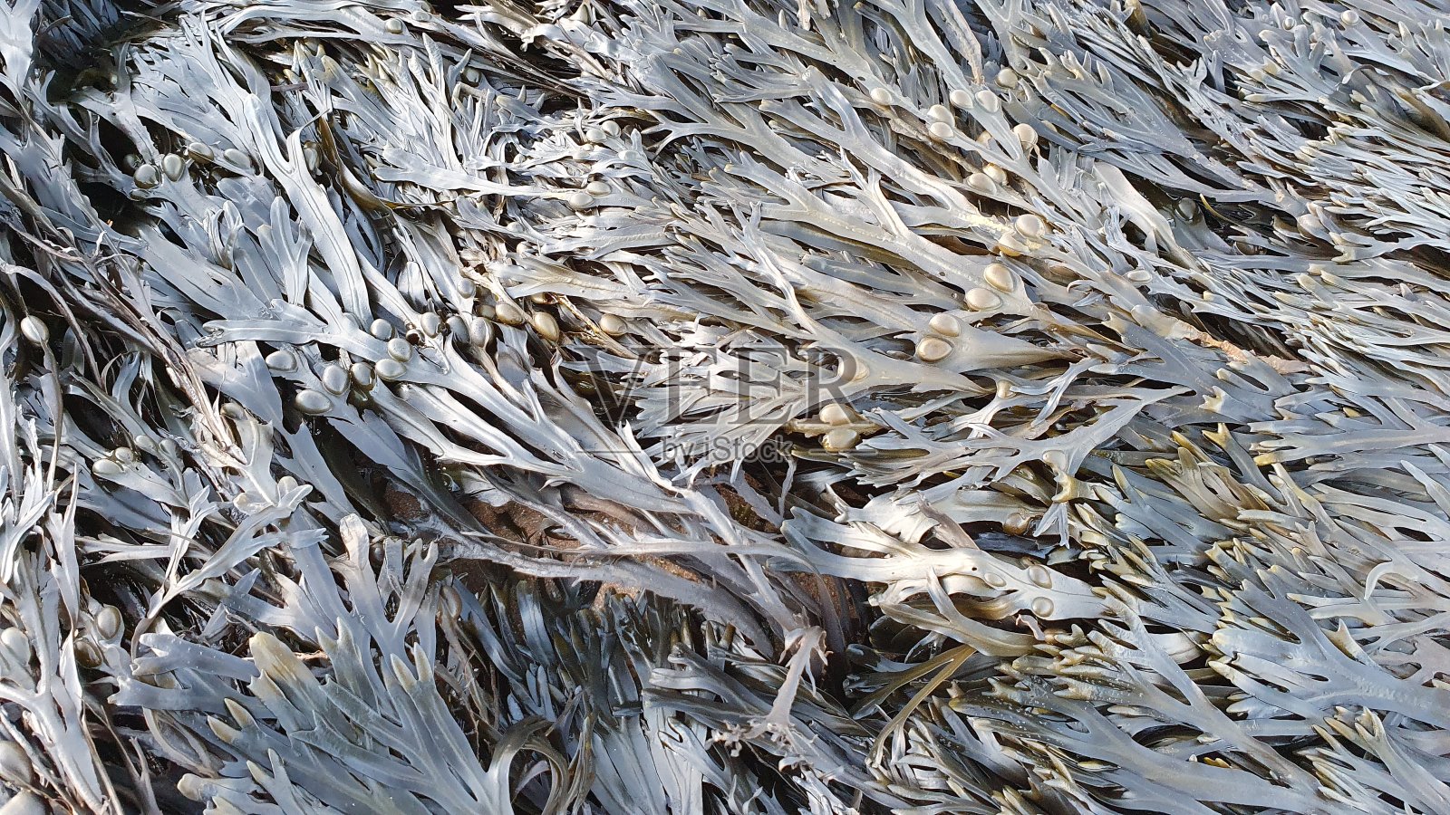 海藻照片摄影图片