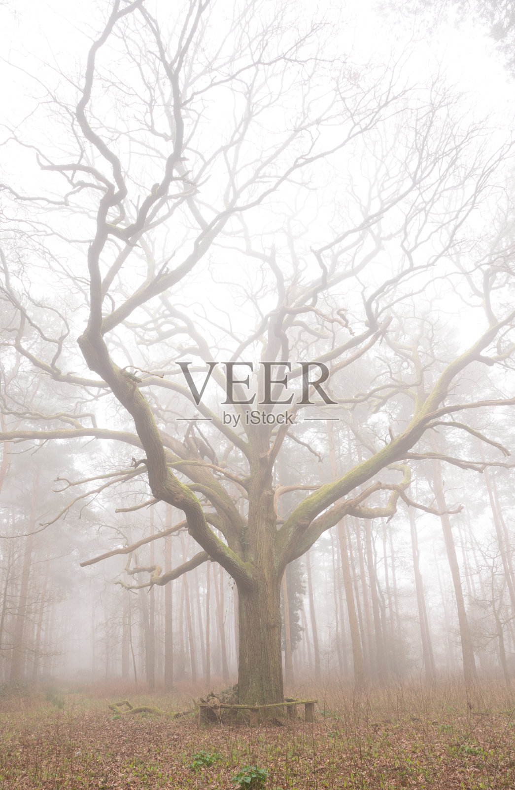 松树林中的大橡树照片摄影图片