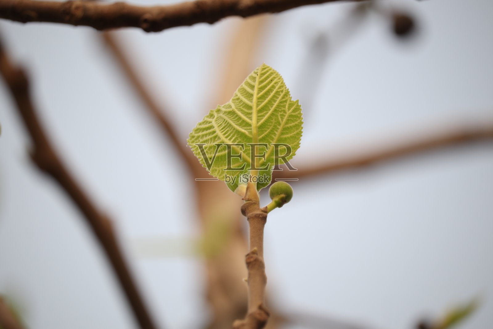 越来越多叶子照片摄影图片