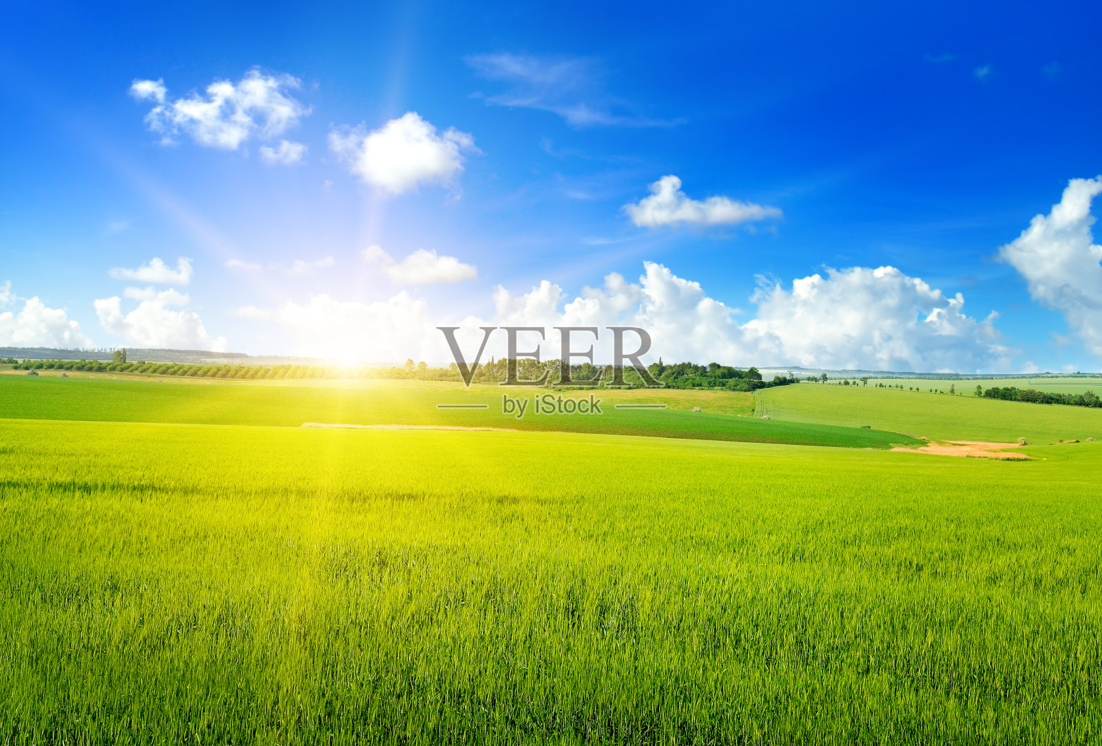 日落或日出的农地与年轻的绿色黑麦穗。照片摄影图片