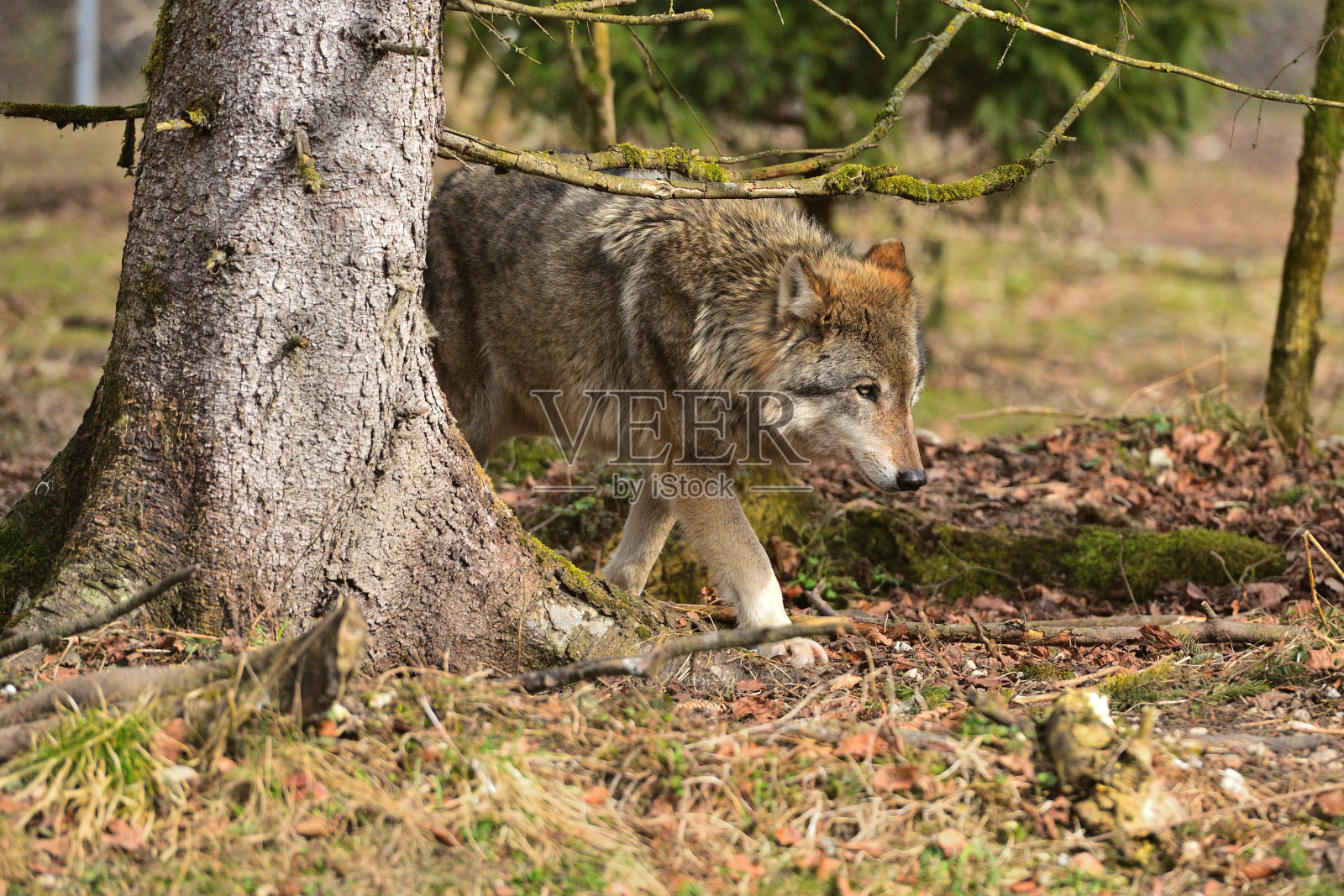 狼照片摄影图片