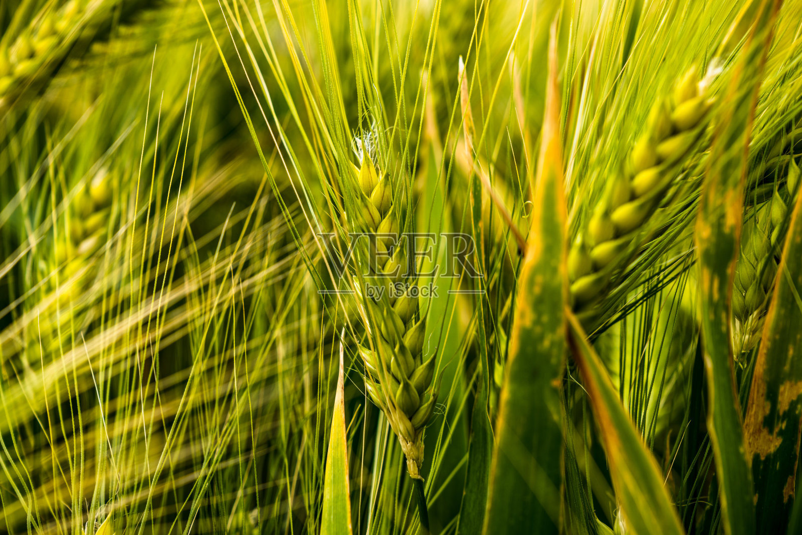 玉米地里的穗子照片摄影图片