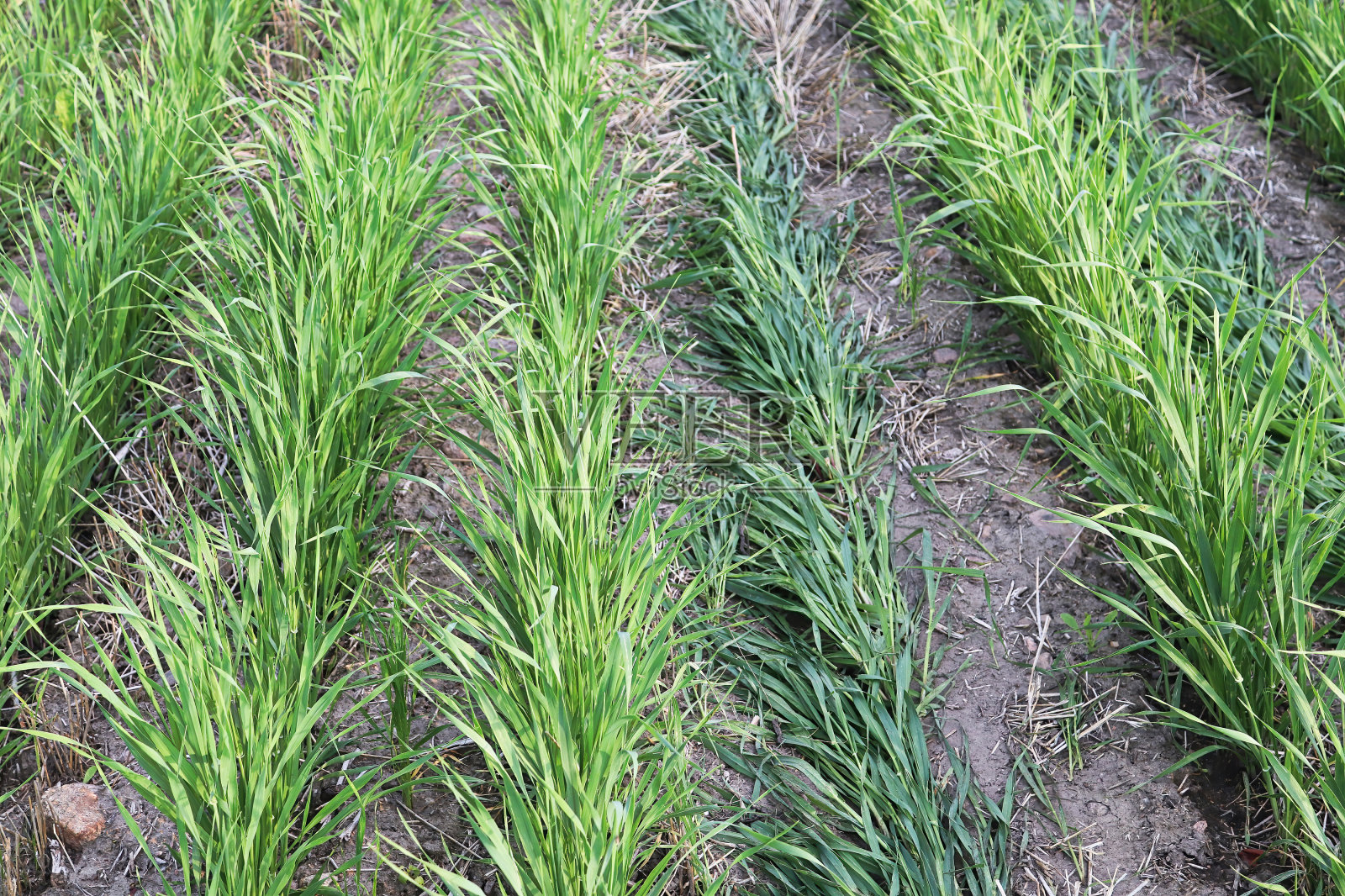 一排排整齐的绿色小麦幼苗叶片照片摄影图片