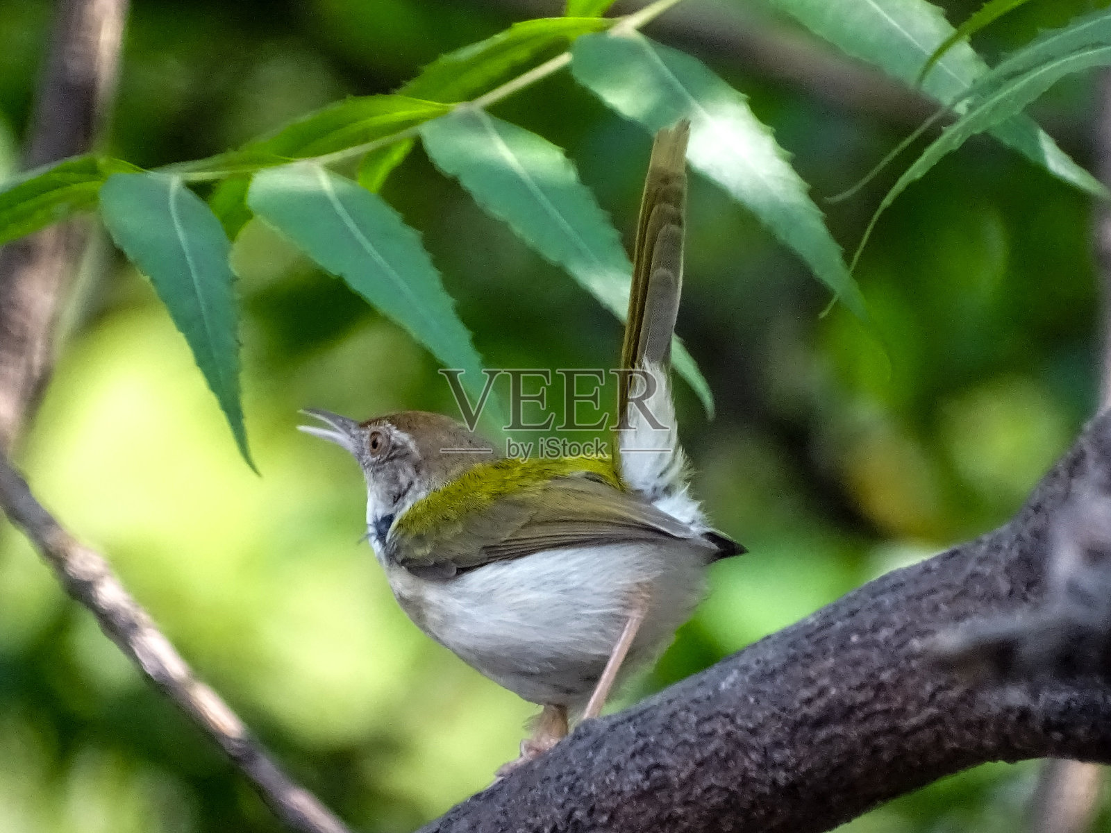 灌木丛中的鸣禽照片摄影图片