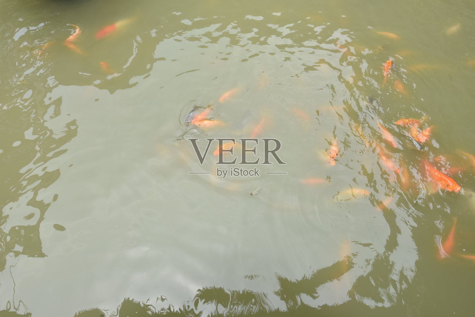 鱼在吃食物照片摄影图片