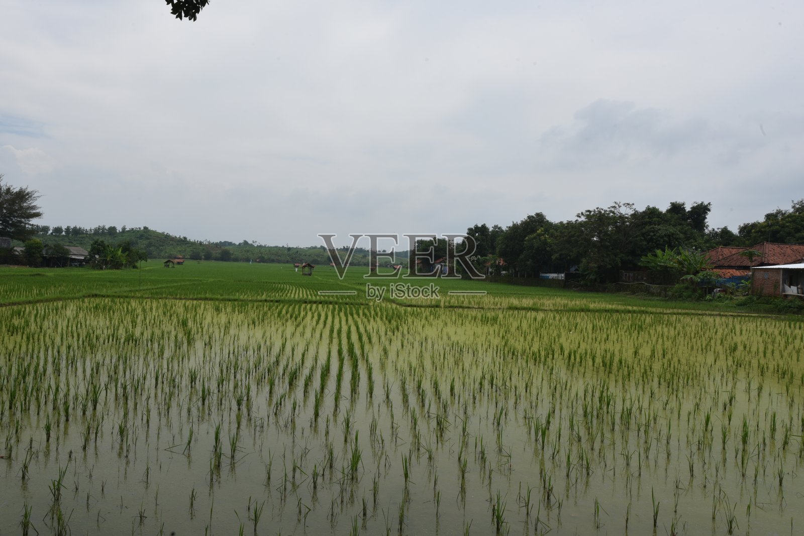 西爪哇收割的稻田照片摄影图片