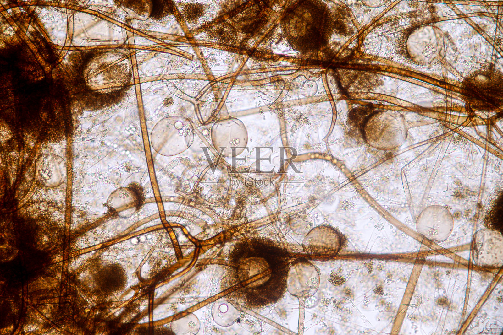 根霉是一种常见的腐生真菌。照片摄影图片