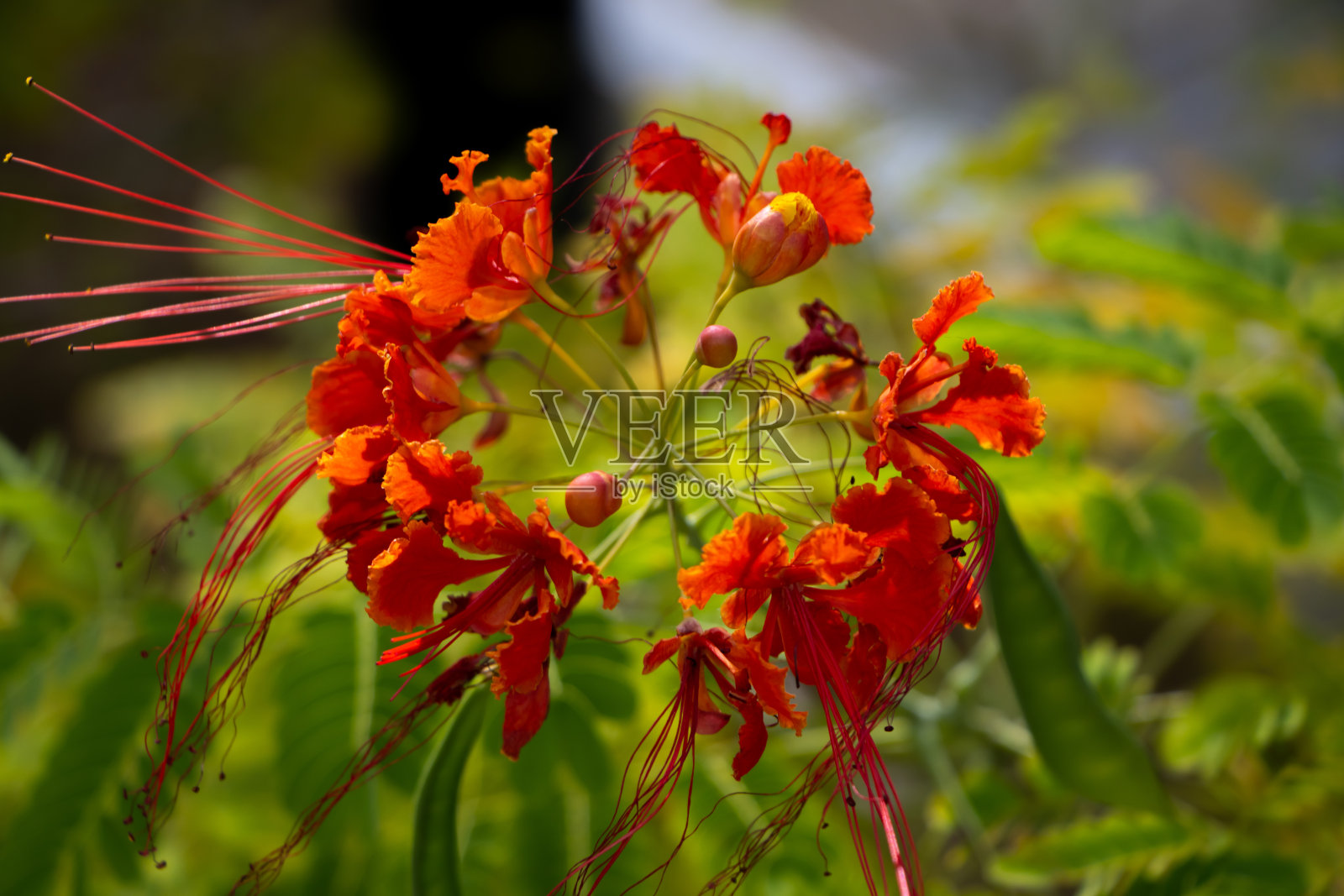 红色的花照片摄影图片