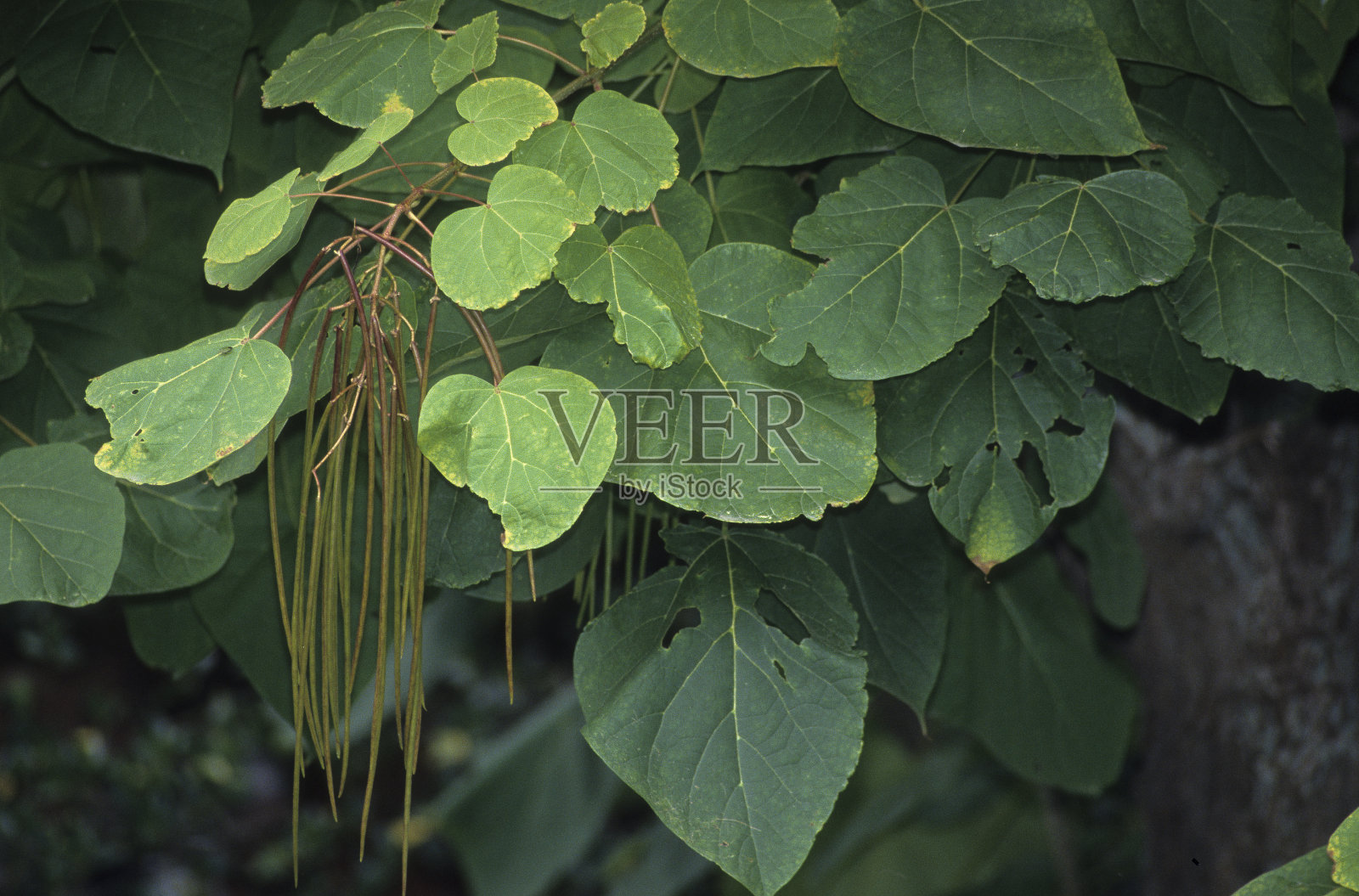 印度豆树照片摄影图片