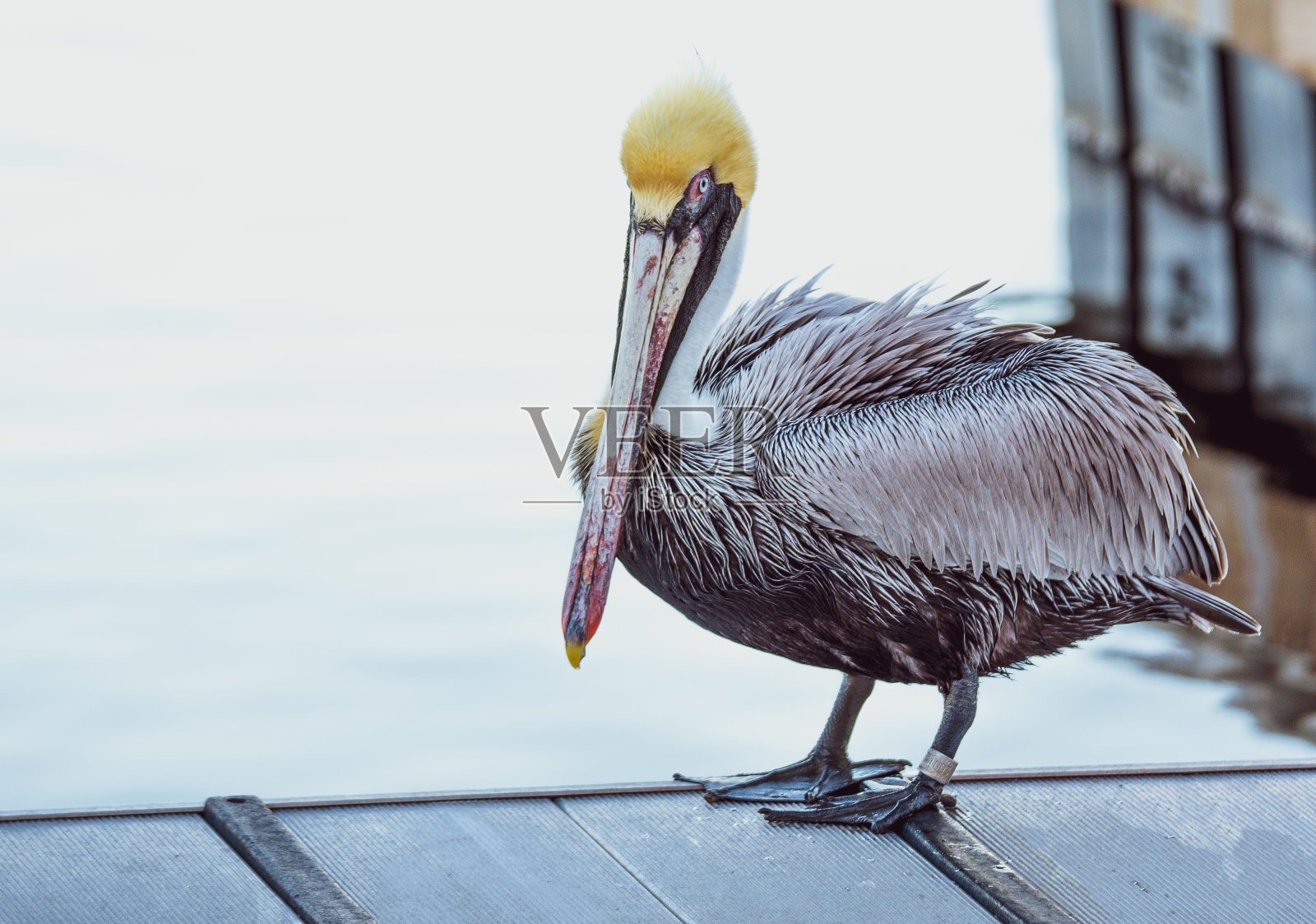 水上的鹈鹕照片摄影图片