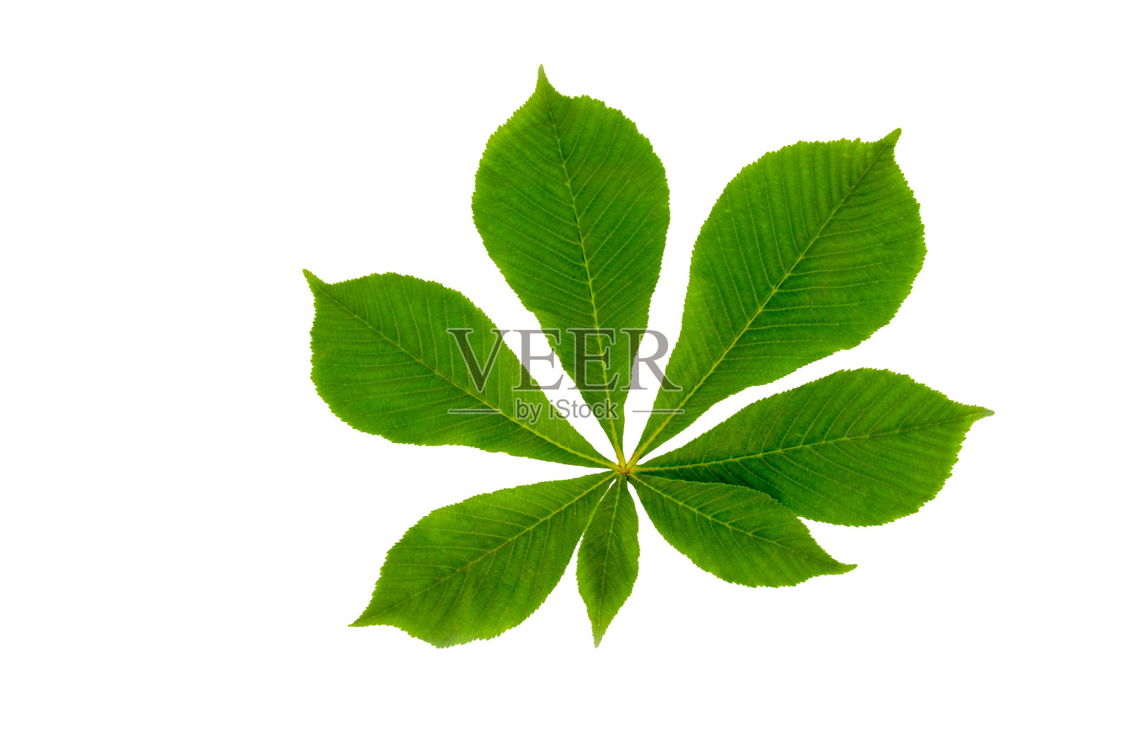 孤立的七叶树的叶子照片摄影图片