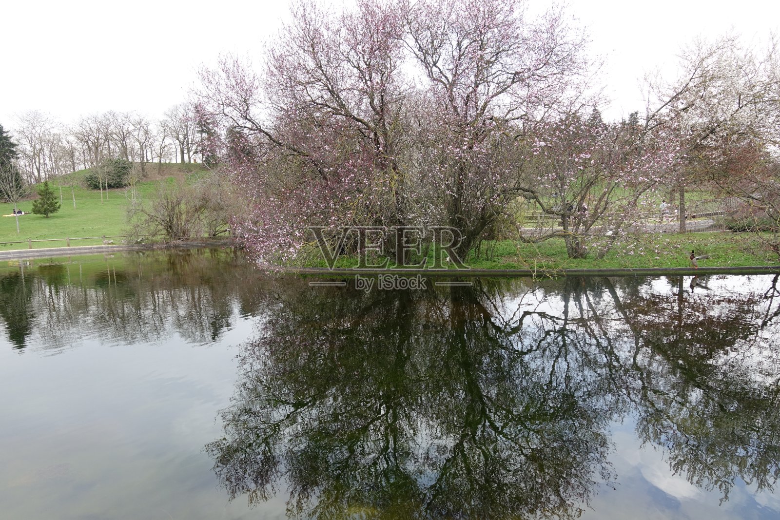 在Île-de-France早春的一个树木繁茂的公园里的池塘照片摄影图片