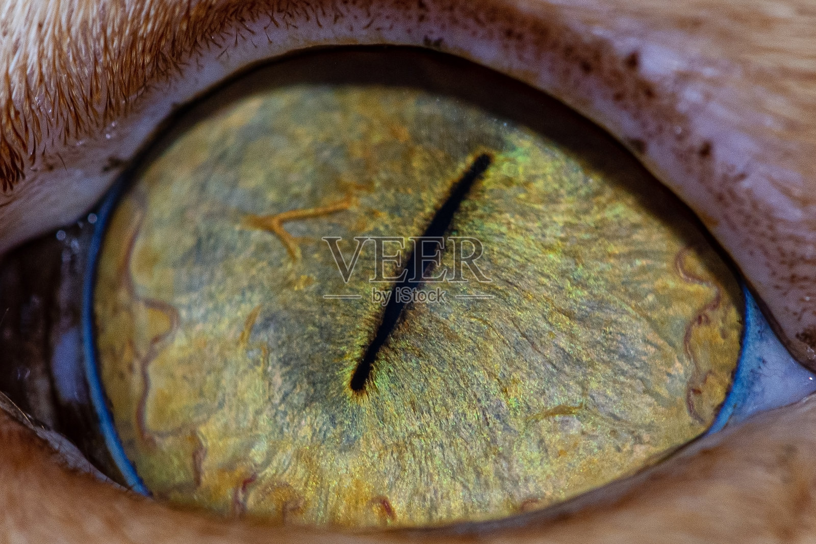 猫眼的瞳孔和虹膜的特写照片摄影图片