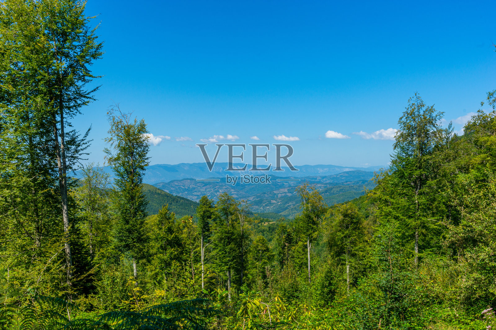 在夏天淹没黑色的海洋森林。那里有山毛榉树和鲜花，看起来很棒。照片摄影图片