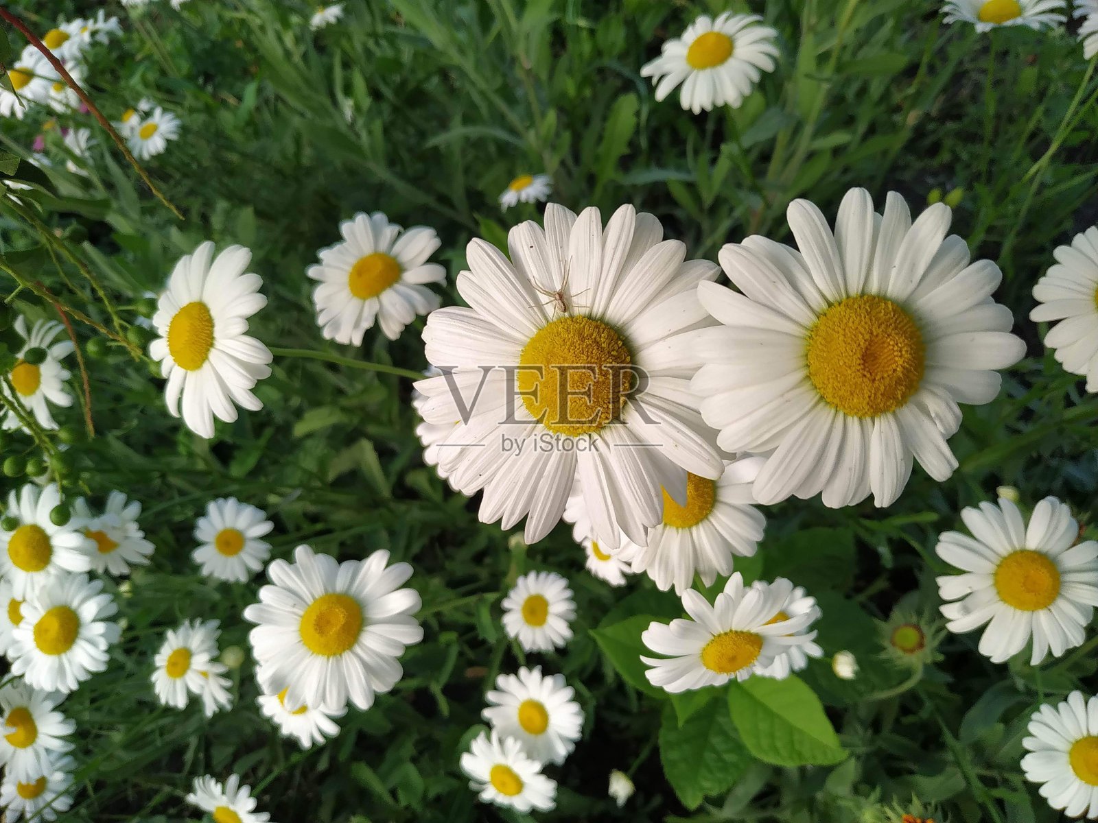 洋甘菊照片摄影图片