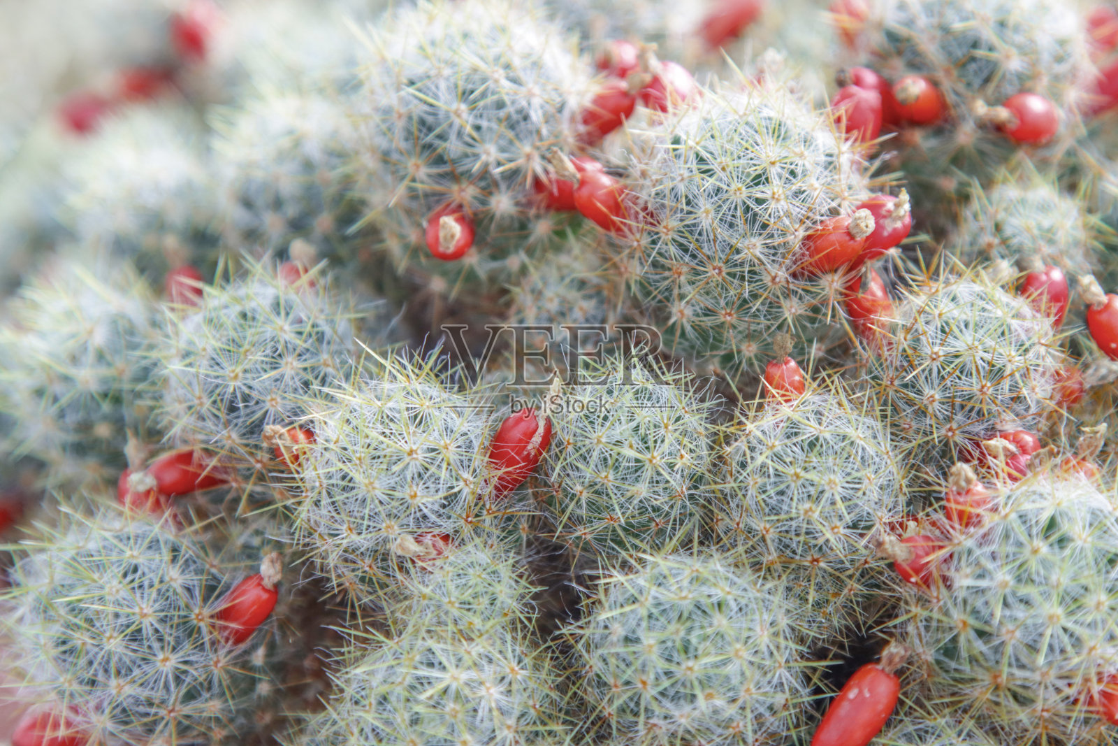 仙人掌上的红色花蕾。照片摄影图片