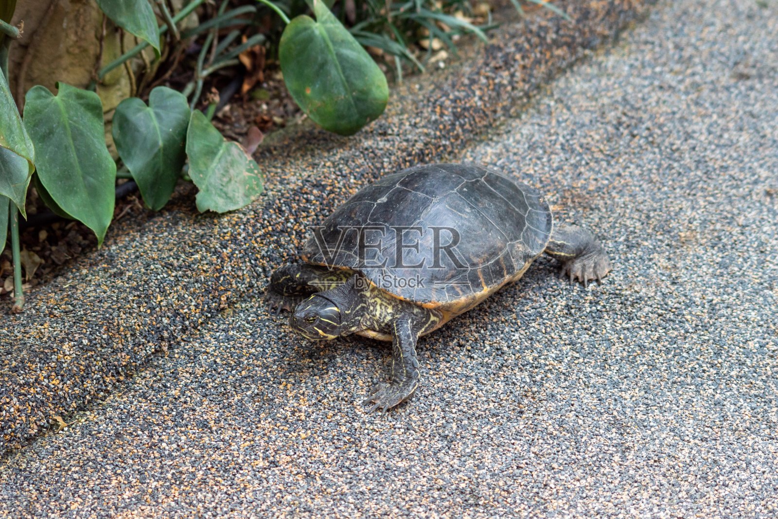 一只正在探险的观赏龟照片摄影图片