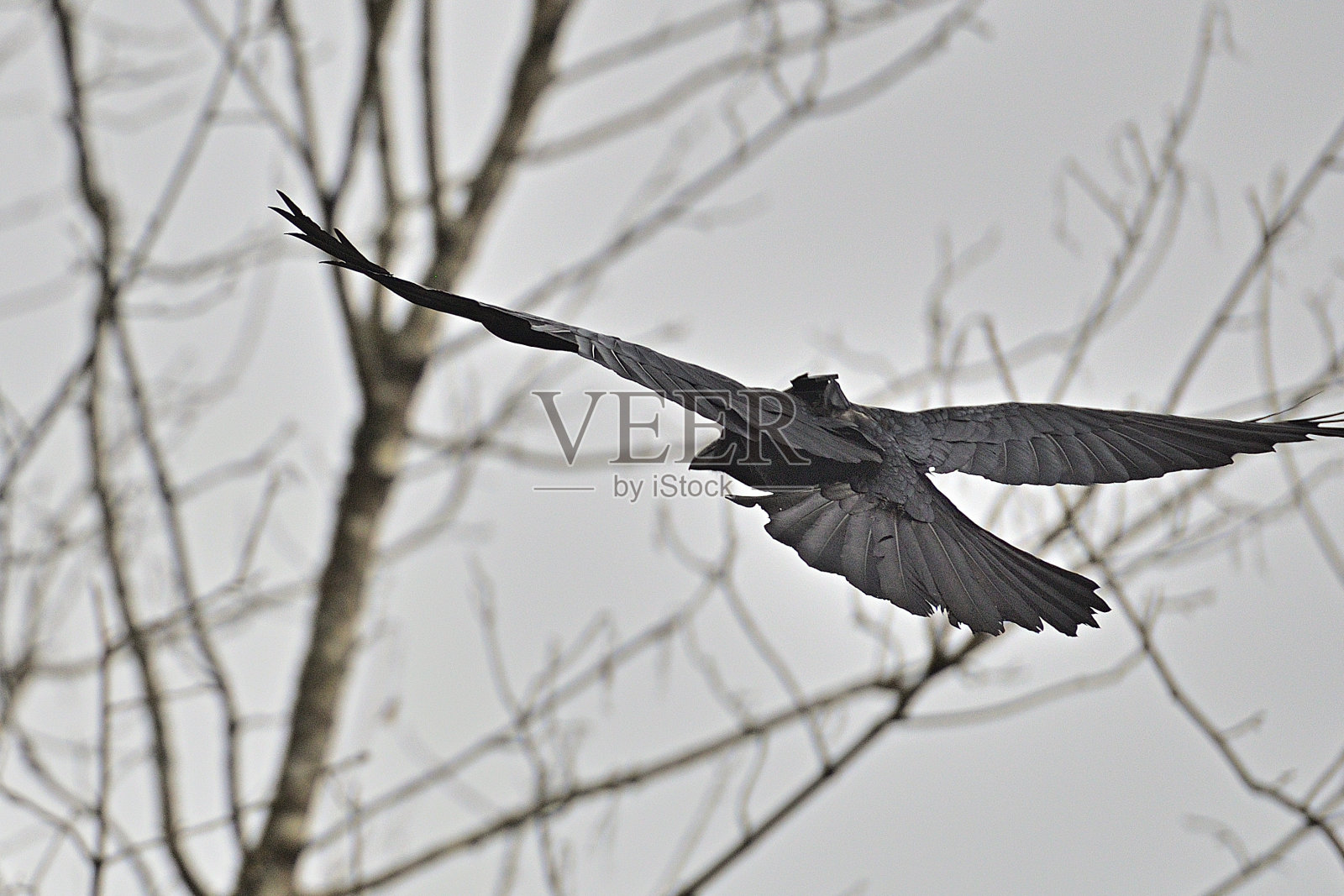 渡鸦照片摄影图片