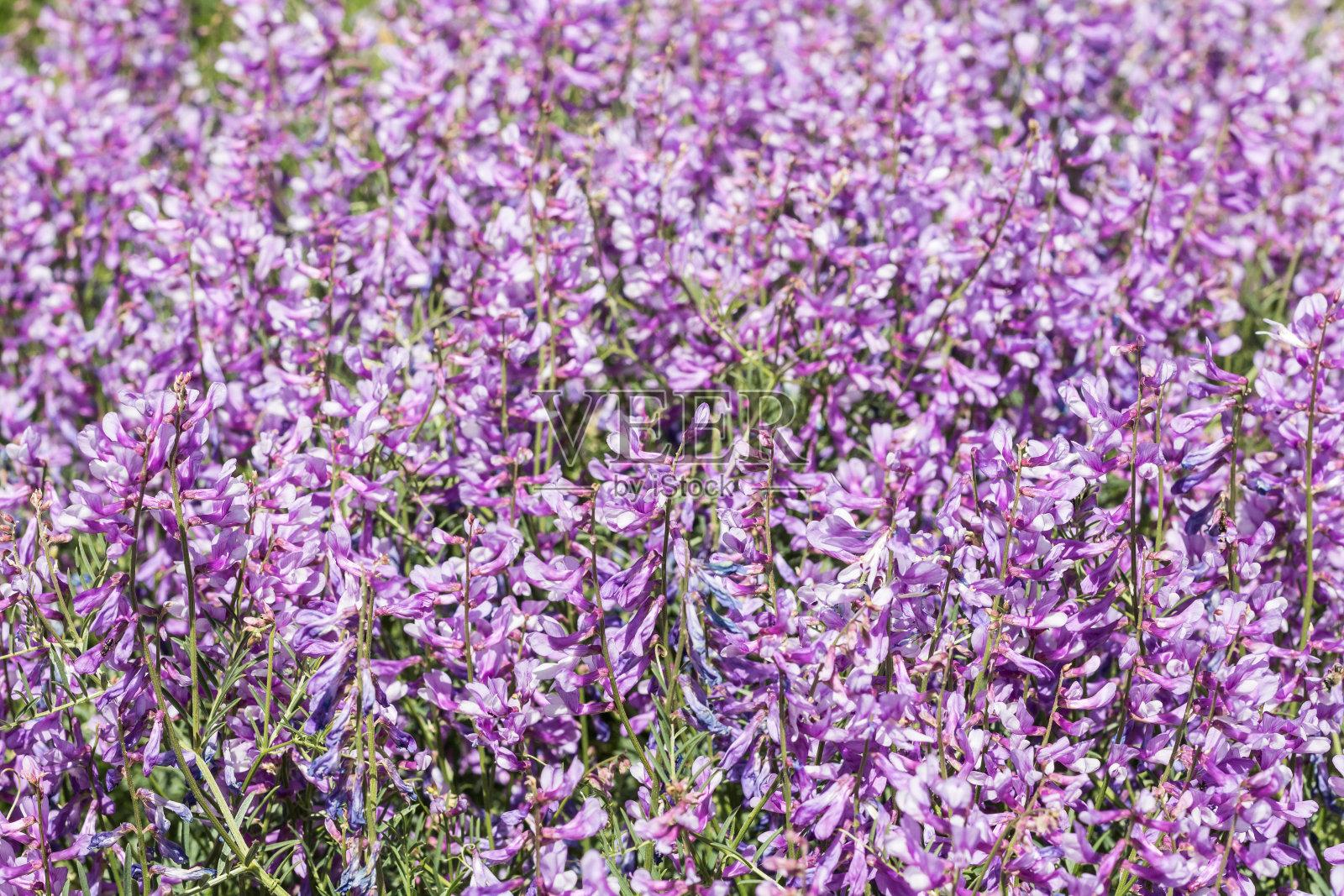 一束紫色鲁冰花照片摄影图片