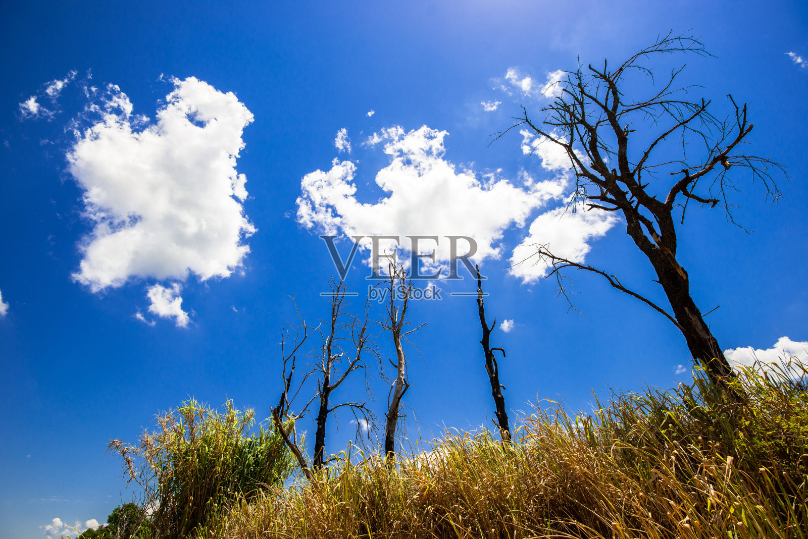 干树，自然图像，摄影照片摄影图片