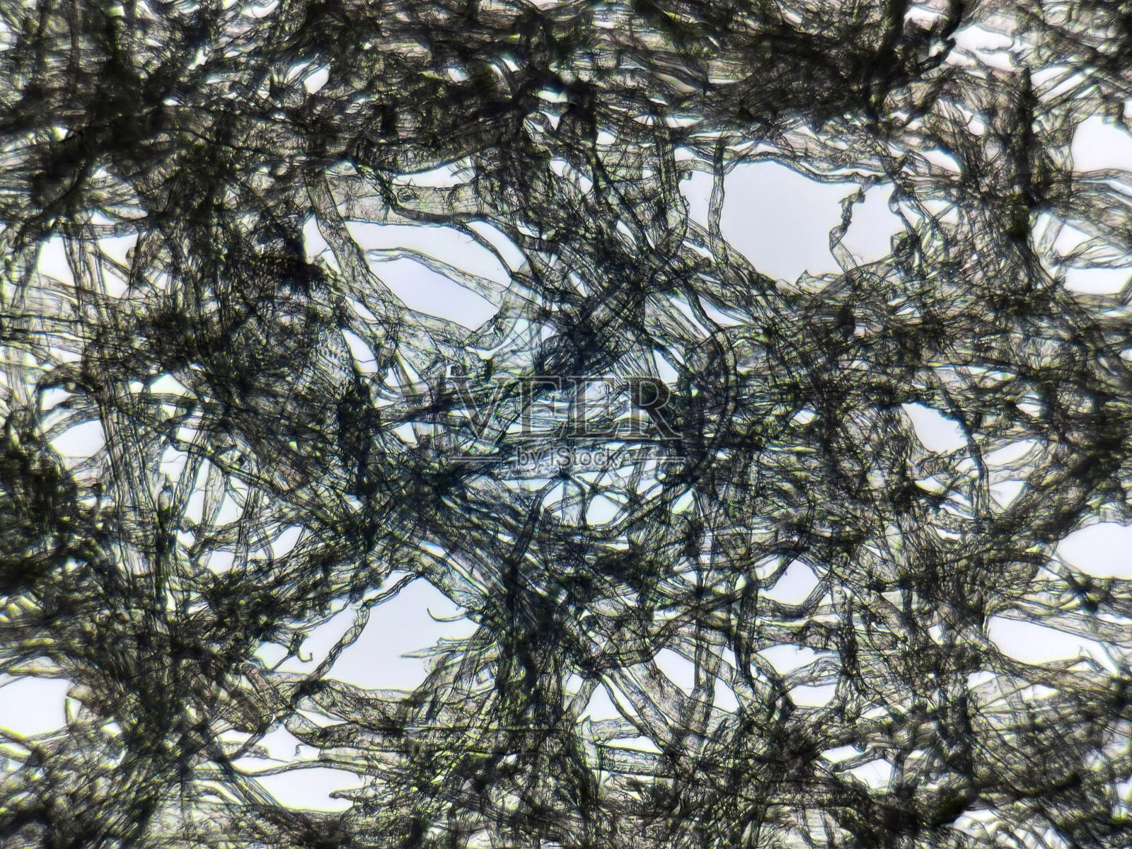 透射光显微镜下的组织照片摄影图片