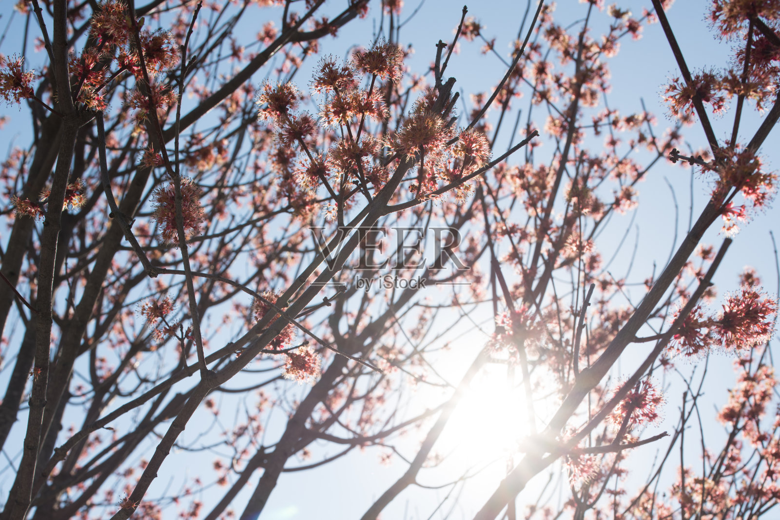 盛开的红色枫叶。一棵树的树枝上有红色的芽，映衬着蓝天。照片摄影图片