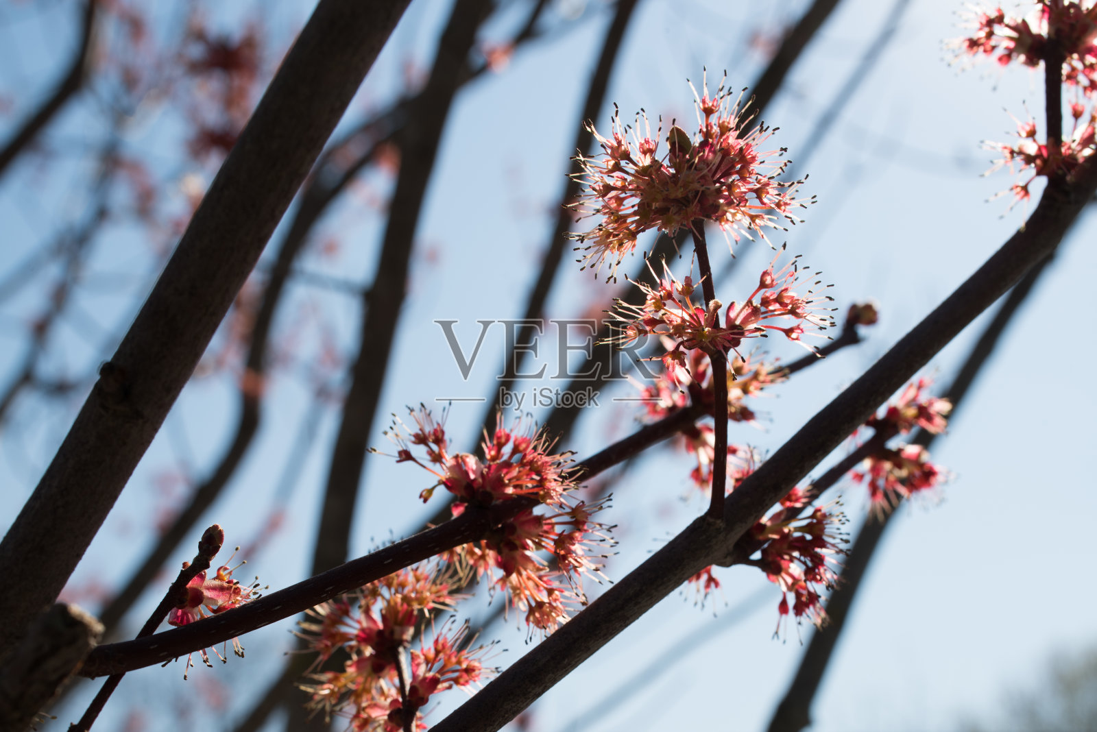 盛开的红色枫叶。一棵树的树枝上有红色的芽，映衬着蓝天。照片摄影图片